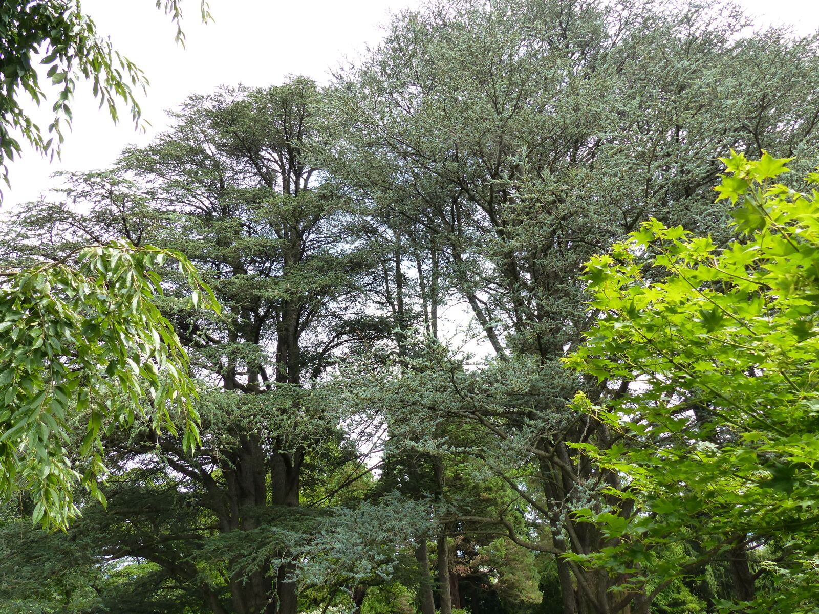 Panasonic Lumix DMC-FZ200 sample photo. Evergreen, forest, nature, trees photography