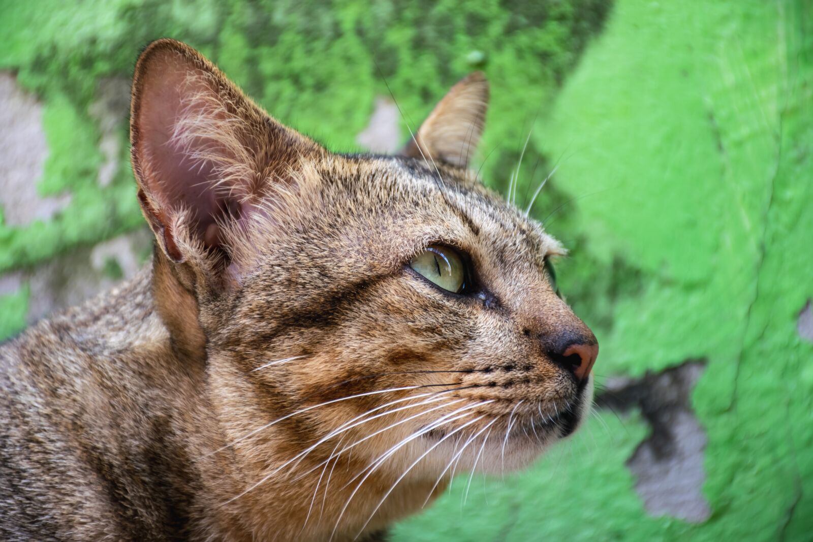 Nikon D5300 sample photo. Cat, pets, cute photography