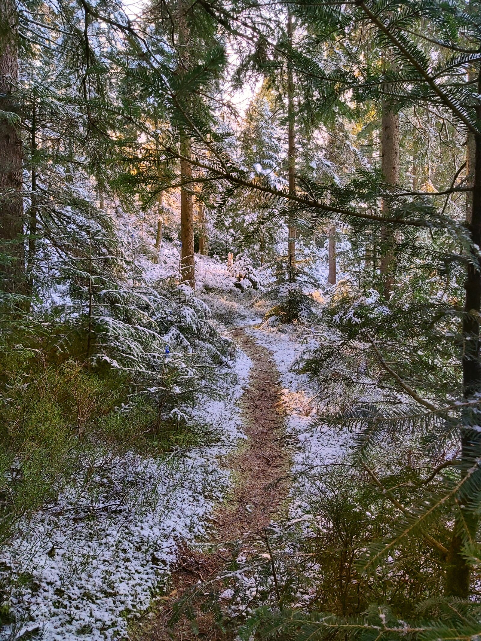 Samsung Galaxy A70 sample photo. Forest, forest path, walk photography