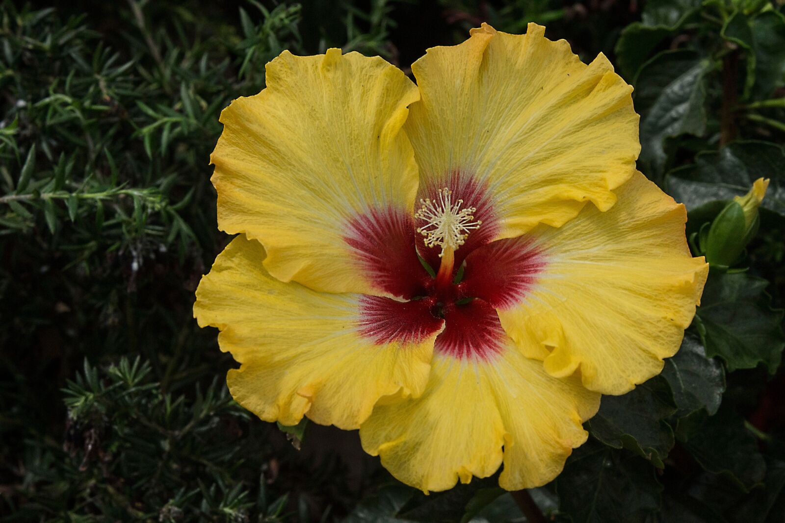 Sony SLT-A77 sample photo. Hibiscus, flower, blossom photography