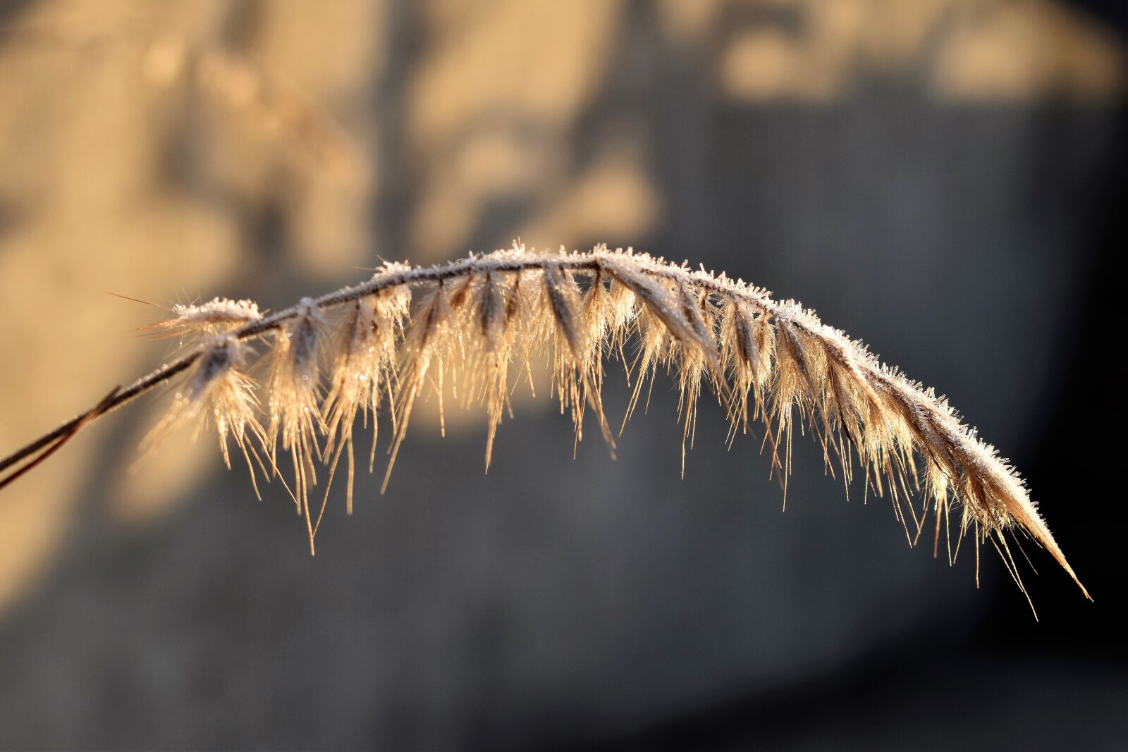 Nikon D5500 sample photo. Bamboo grassedit this page photography