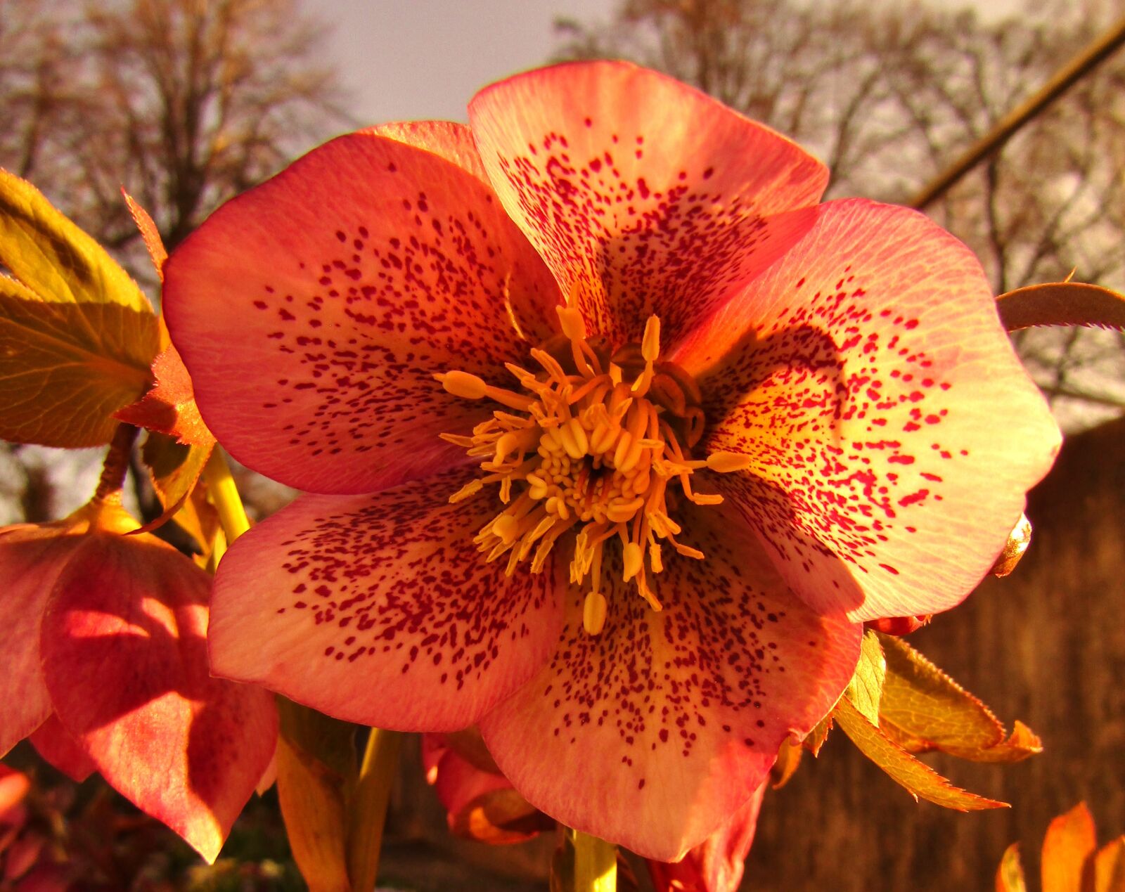 Canon POWERSHOT SX432 IS sample photo. Christmas rose, speckled, rose photography