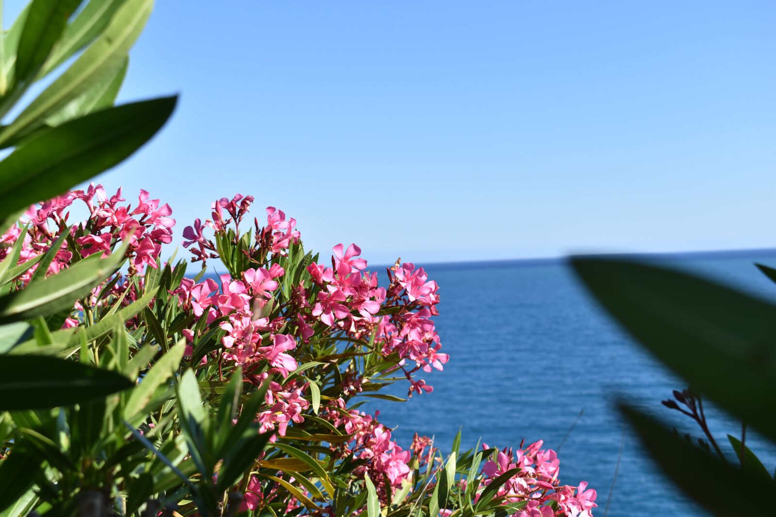Nikon D3500 sample photo. Flower, spring, plant photography
