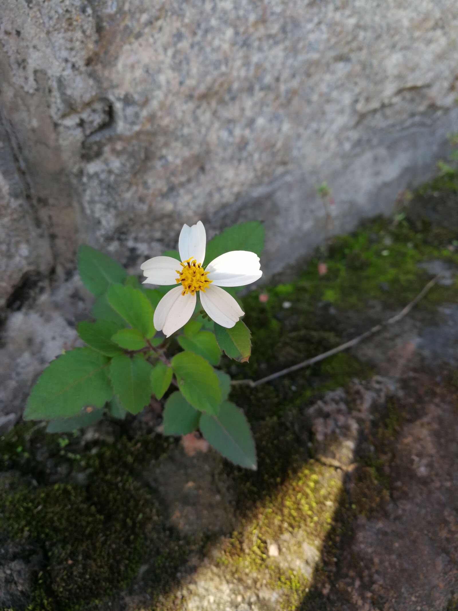 HUAWEI Mate 9 sample photo. White flower, green leaf photography