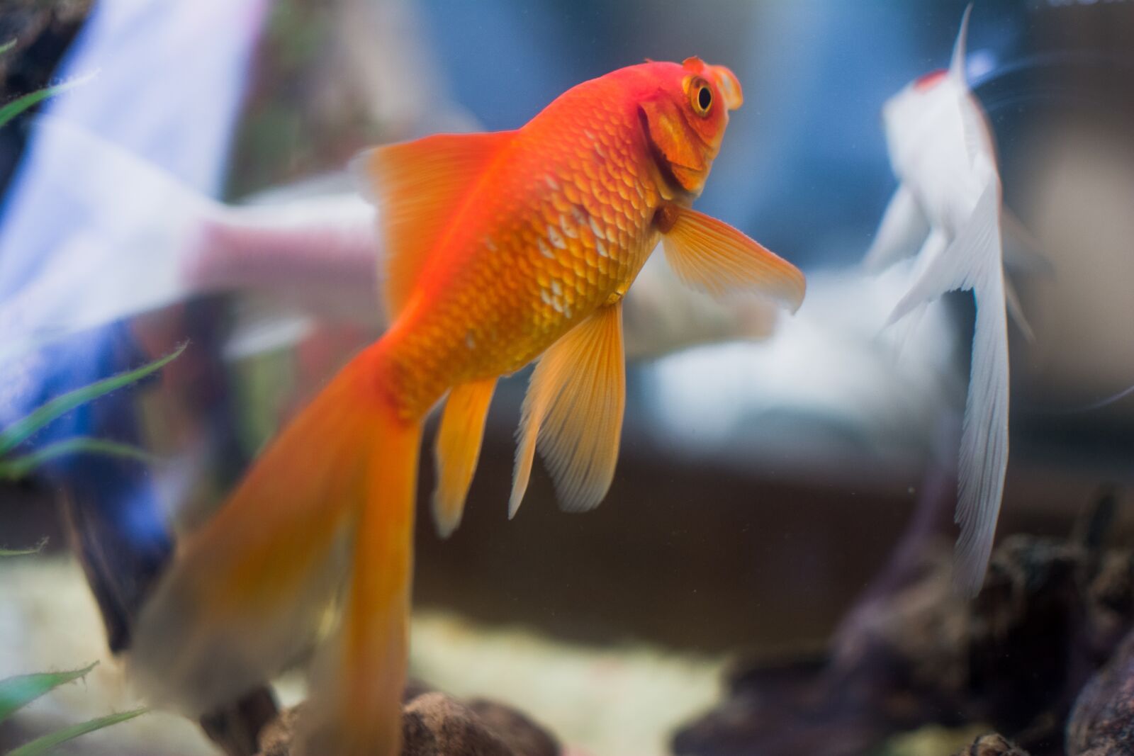 Nikon D7100 sample photo. Fish, aquarium, underwater photography