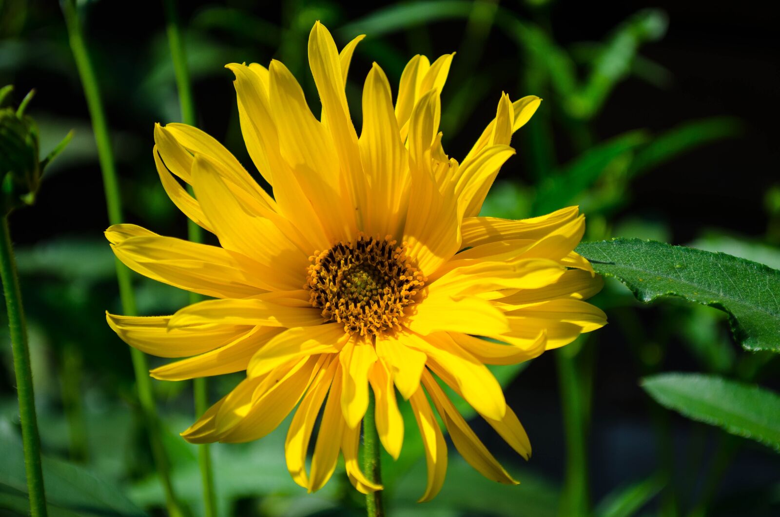 Nikon D5100 sample photo. Flower, macro, spring photography