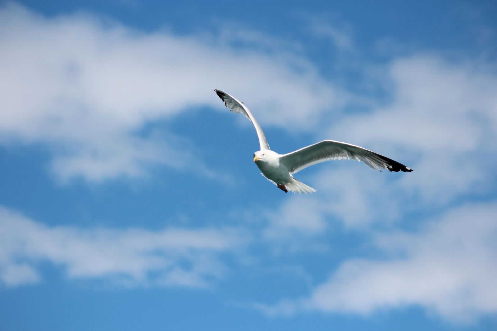 Canon EF 75-300mm f/4-5.6 USM sample photo. Sky, nature, bird photography