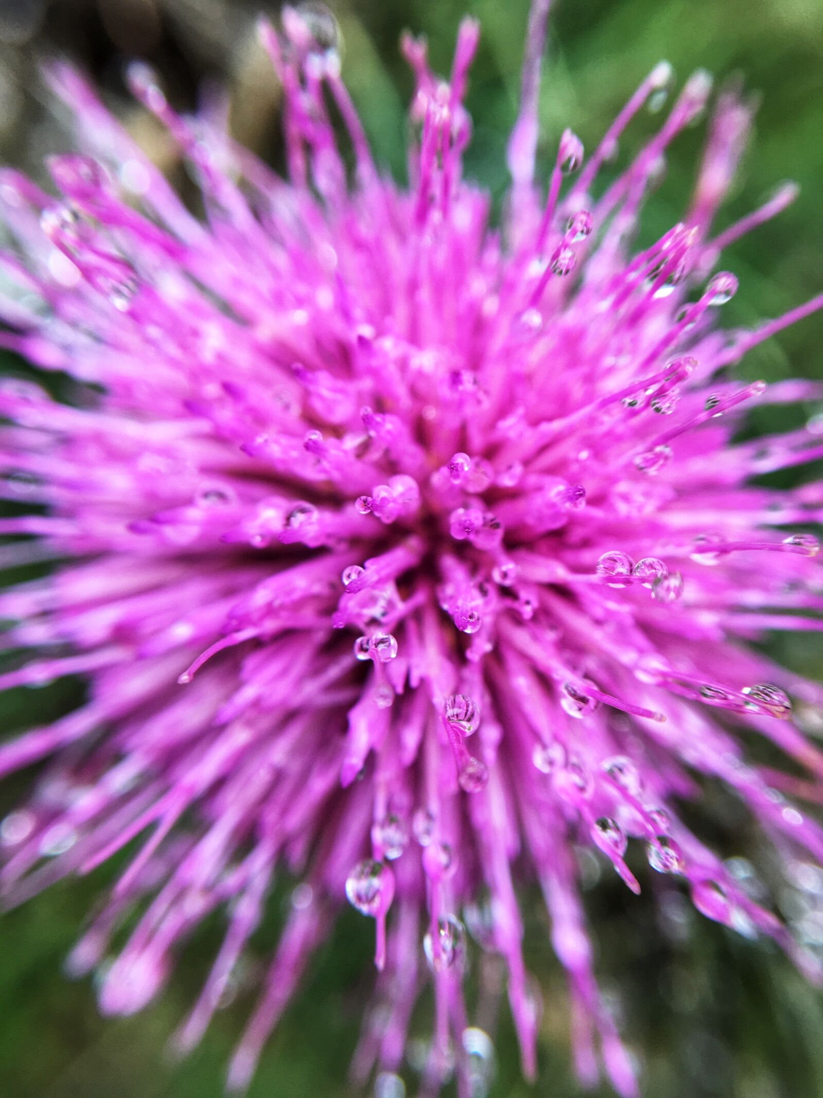 Apple iPhone SE sample photo. Pink, flower, petal photography
