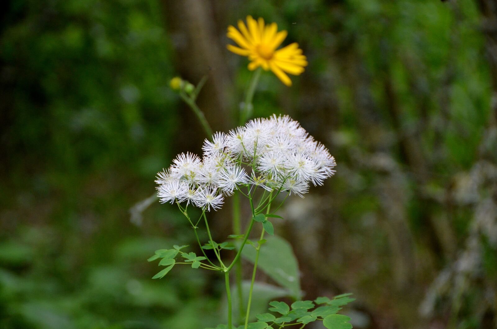 Nikon D7000 sample photo. Nature, plant, flower photography