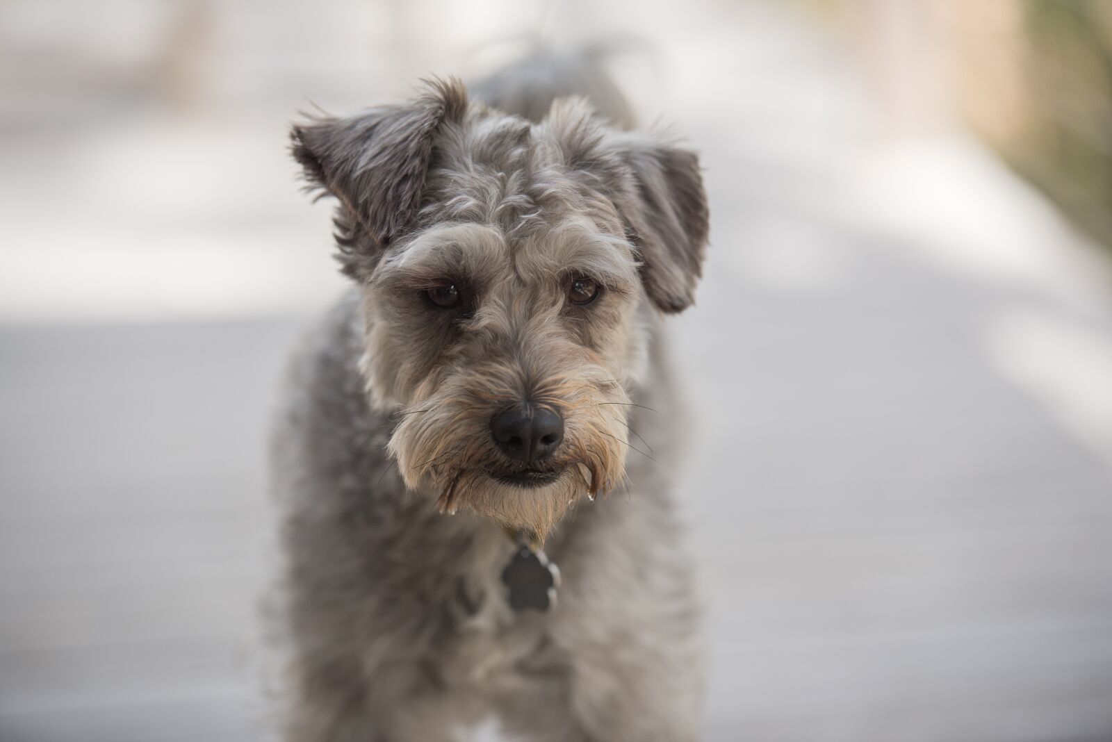 Nikon D750 sample photo. Dog, animal, pet photography