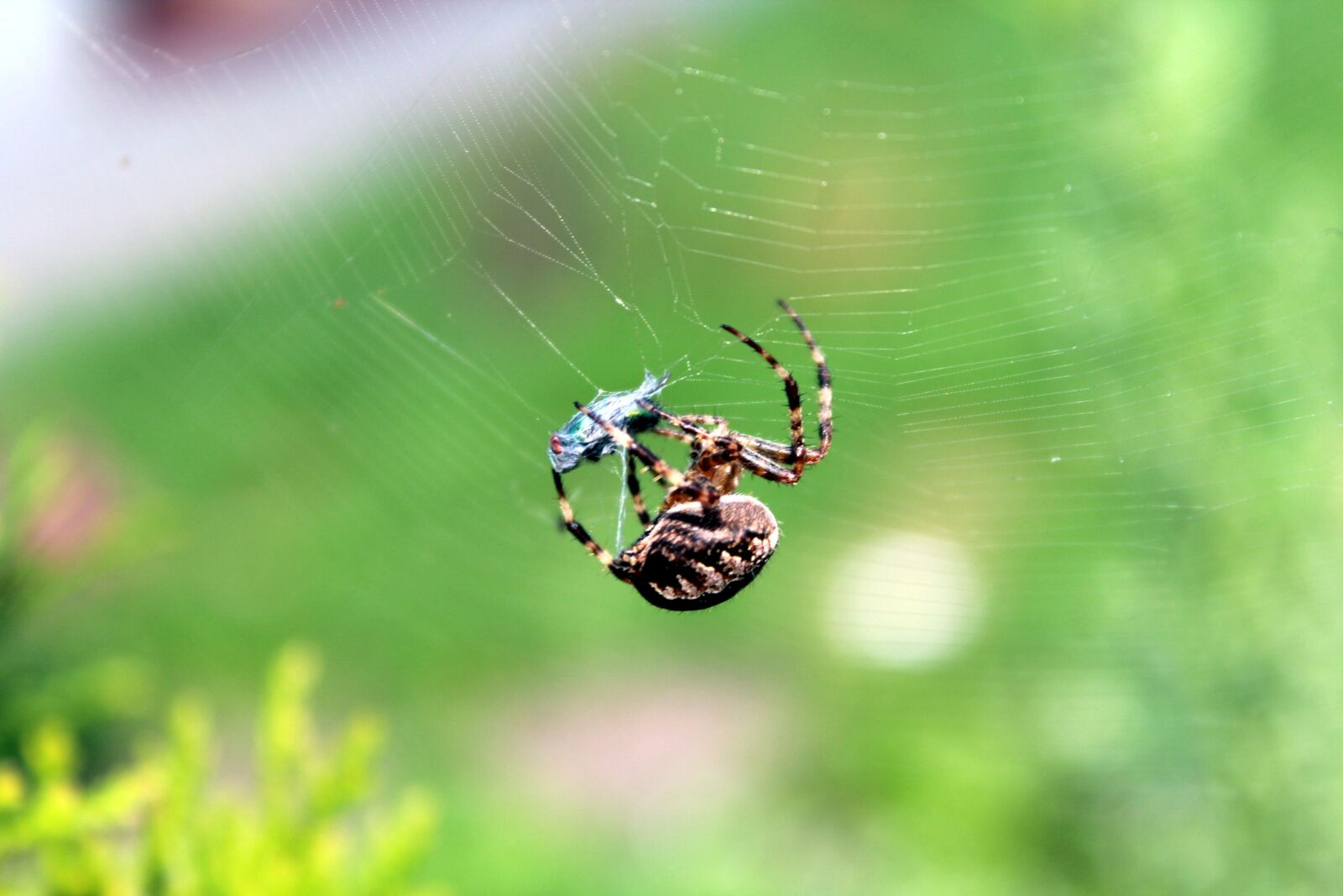 Canon EOS 1200D (EOS Rebel T5 / EOS Kiss X70 / EOS Hi) sample photo. Spider, cobweb, a small photography