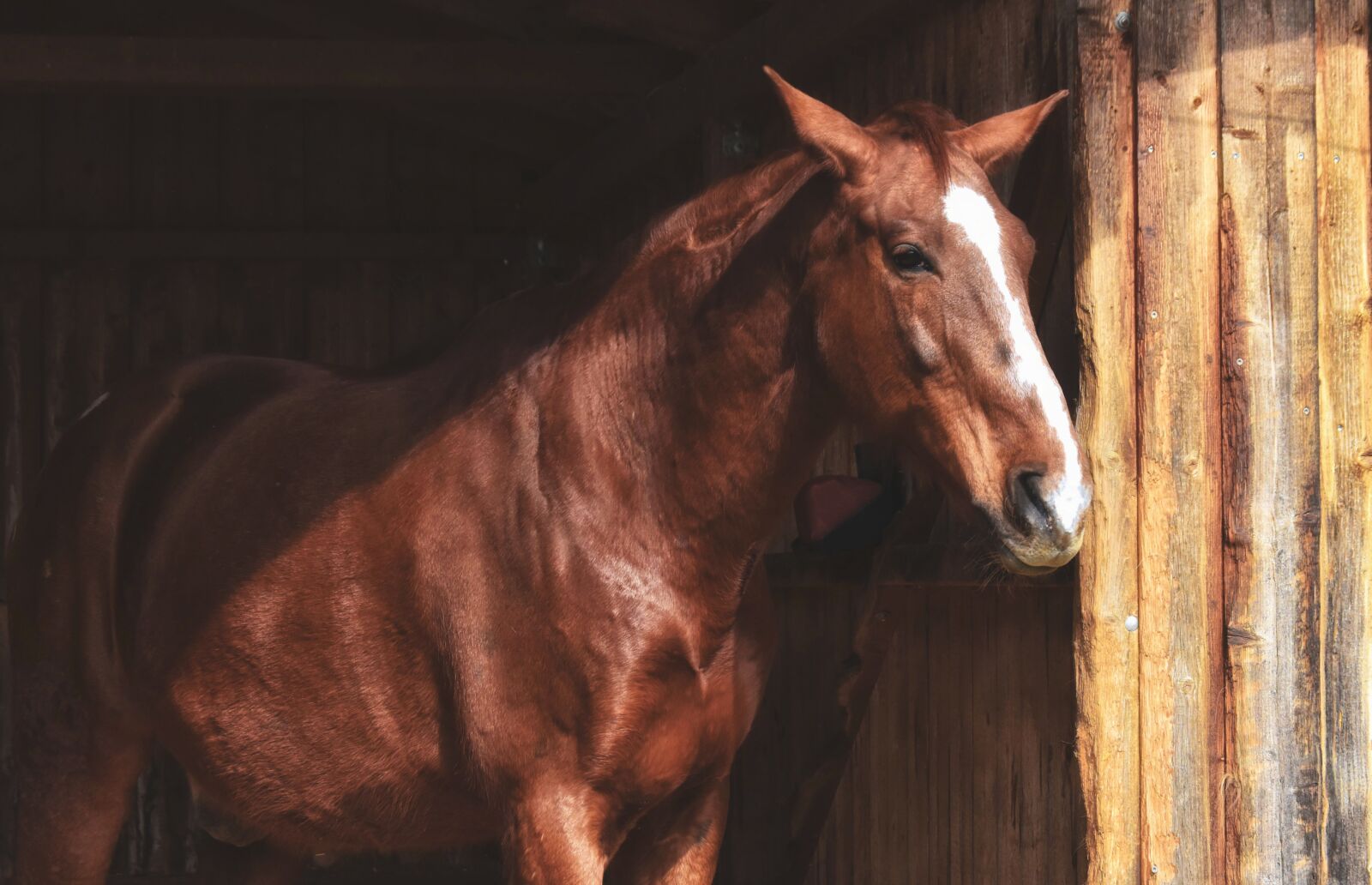 Nikon D7200 sample photo. Horse, stallion, brown photography
