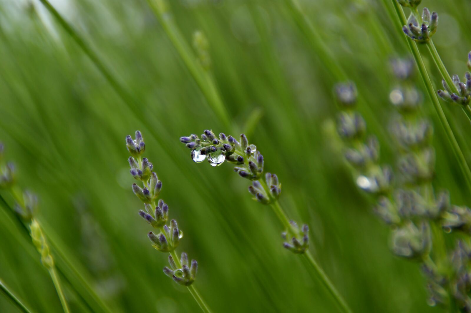 Sony Alpha DSLR-A350 sample photo. Plant, drop of water photography