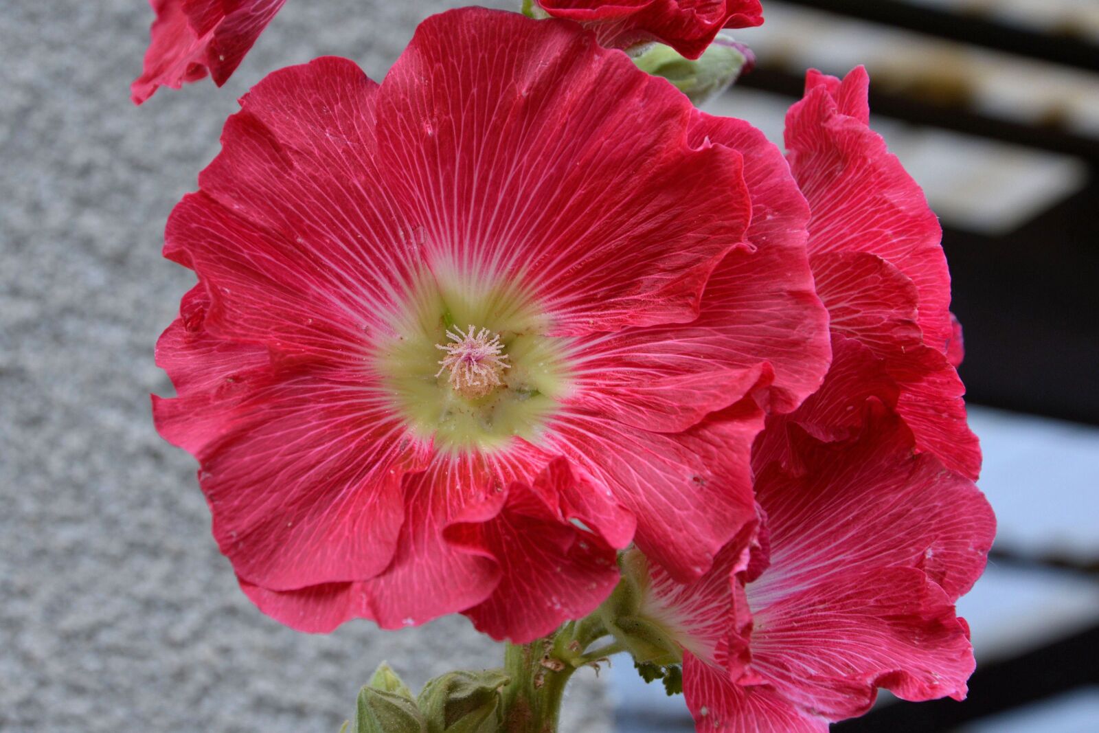 Nikon D3200 sample photo. Mallow, hollyhock flower, stock photography