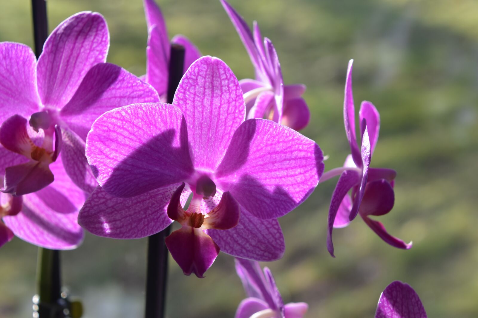 Nikon D5600 sample photo. Flower, plant, nature photography
