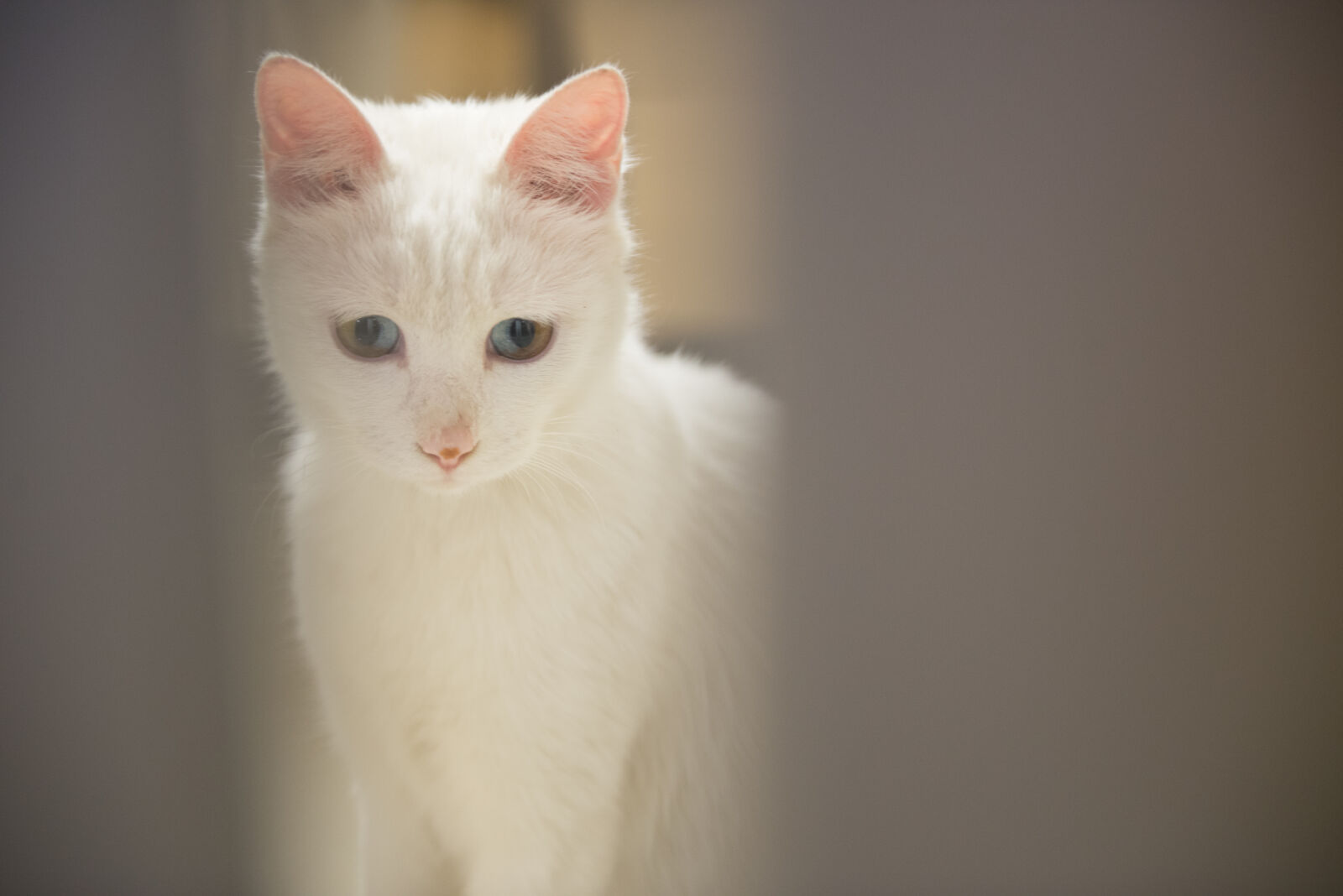 Nikon AF-S Nikkor 24-70mm F2.8G ED sample photo. Cats, different, color, pupil photography