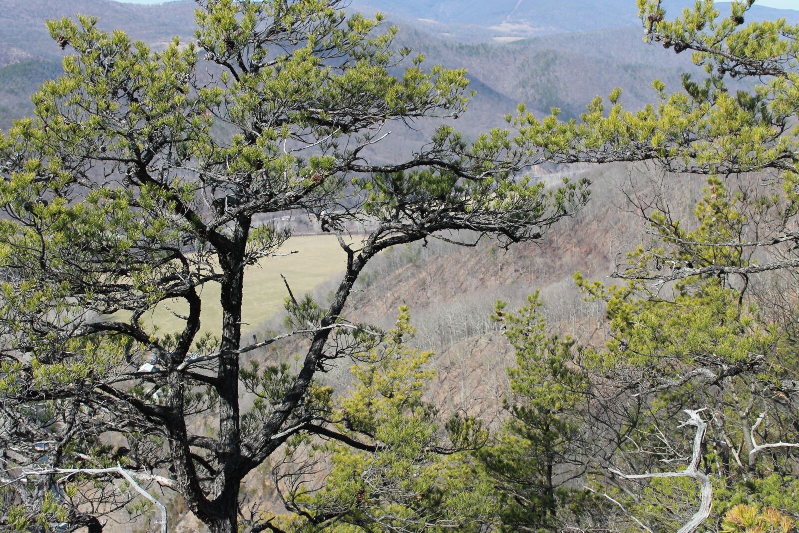 Canon EOS 1100D (EOS Rebel T3 / EOS Kiss X50) sample photo. Evergreen, west virginia, pine photography