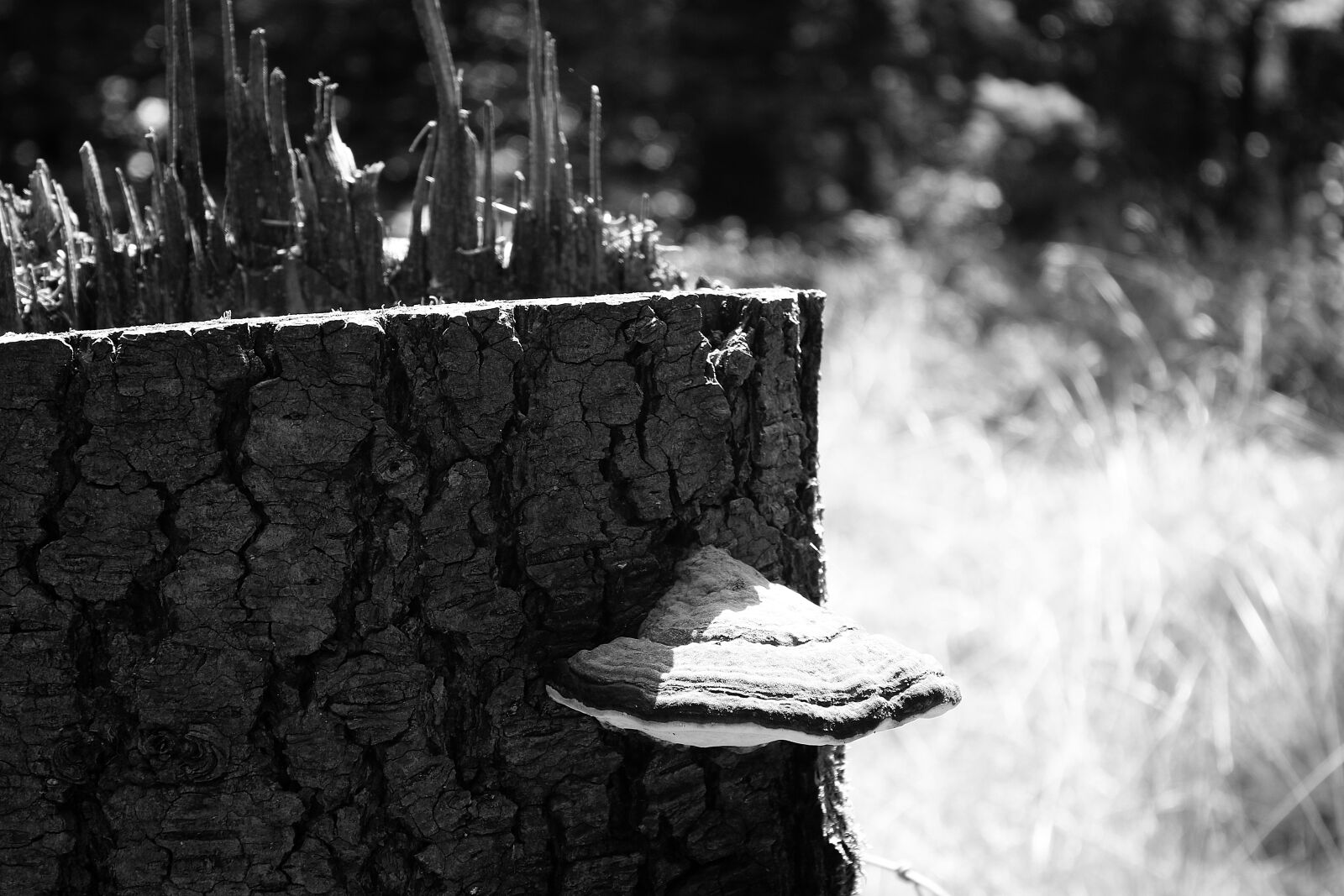 Canon EOS 70D + Canon EF-S 18-55mm F3.5-5.6 IS sample photo. Tree stump, mushroom, forest photography