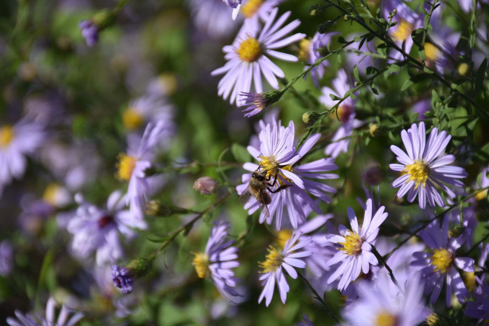 Nikon D7200 sample photo. Flower, bee, blossom photography