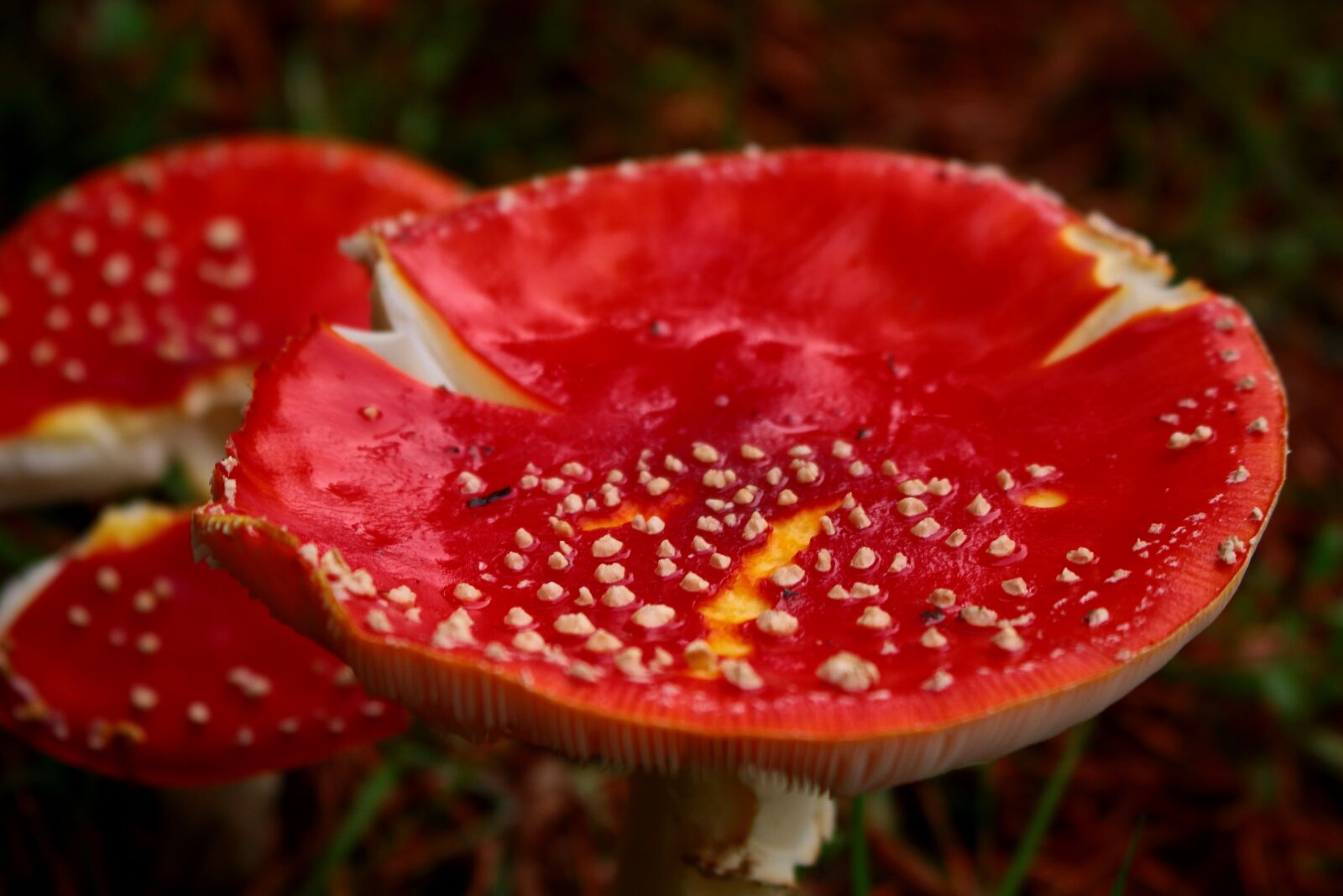 Canon EOS 100D (EOS Rebel SL1 / EOS Kiss X7) sample photo. Fungus, toxic, red photography