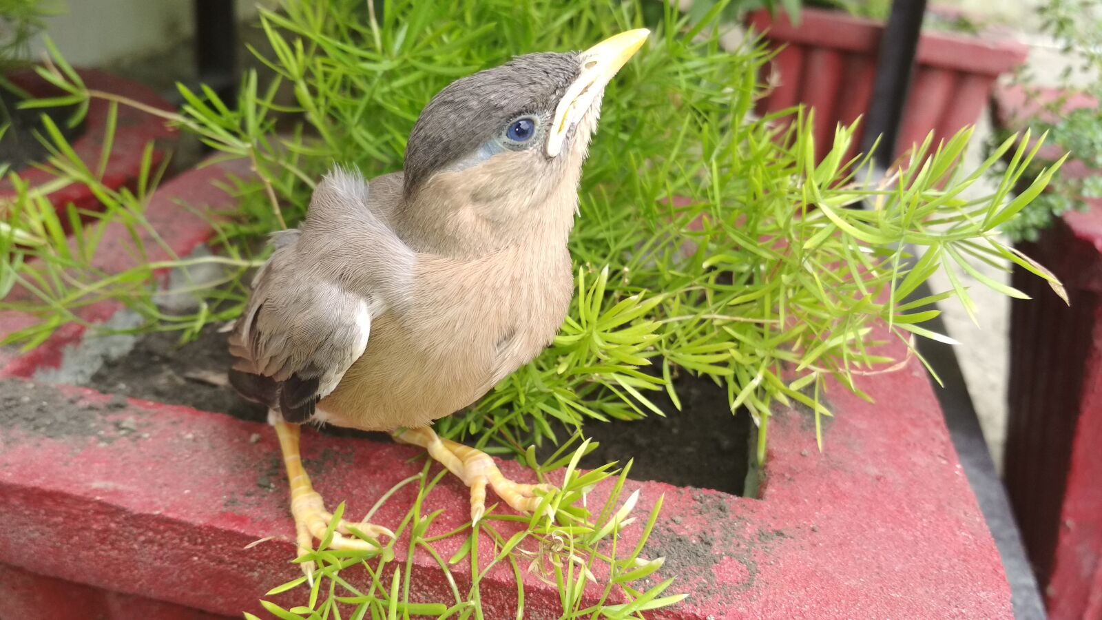 Xiaomi Redmi 4 Pro sample photo. Bird, sparrow, nature photography