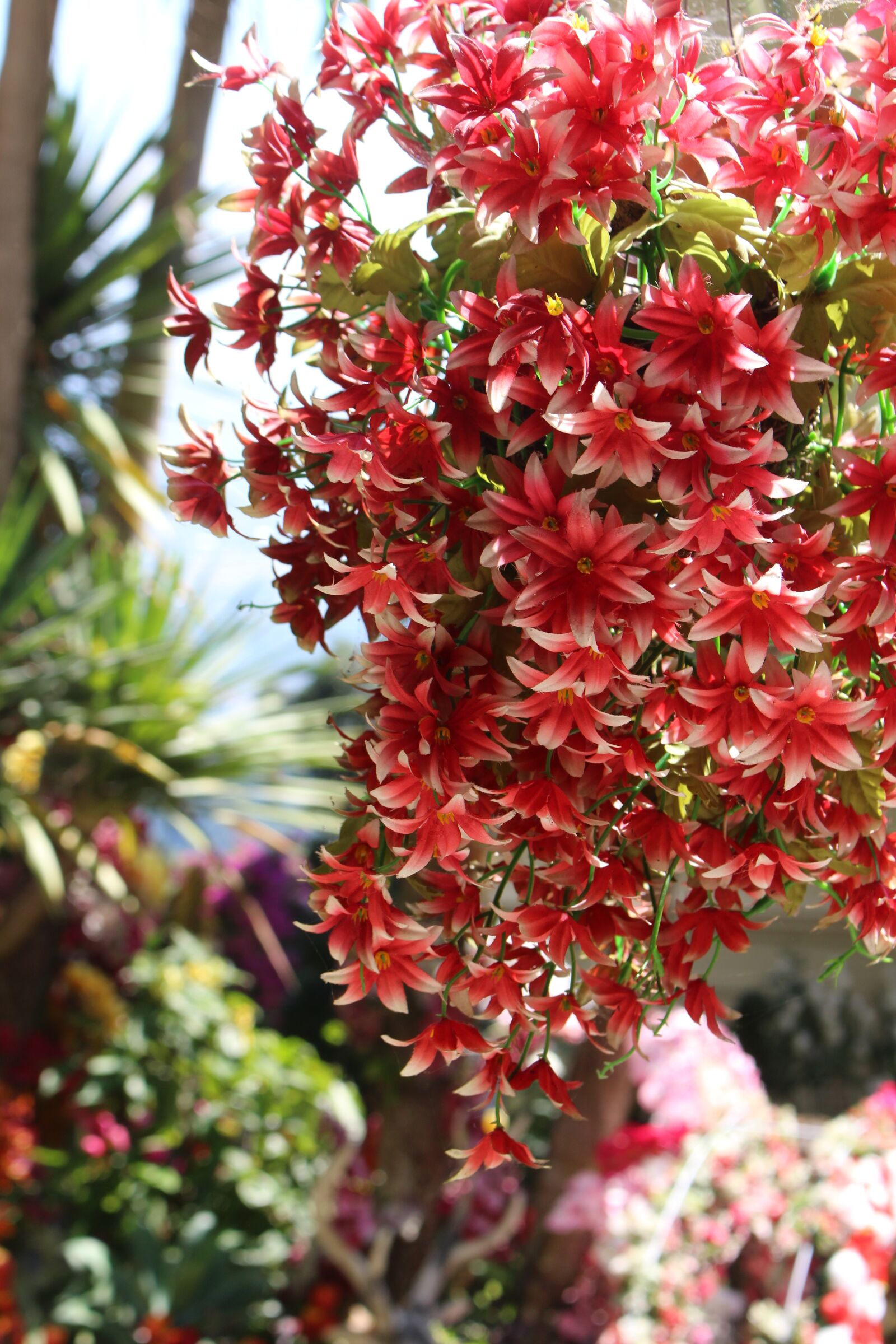 Canon EOS 700D (EOS Rebel T5i / EOS Kiss X7i) sample photo. Flowers, thailand, asia photography