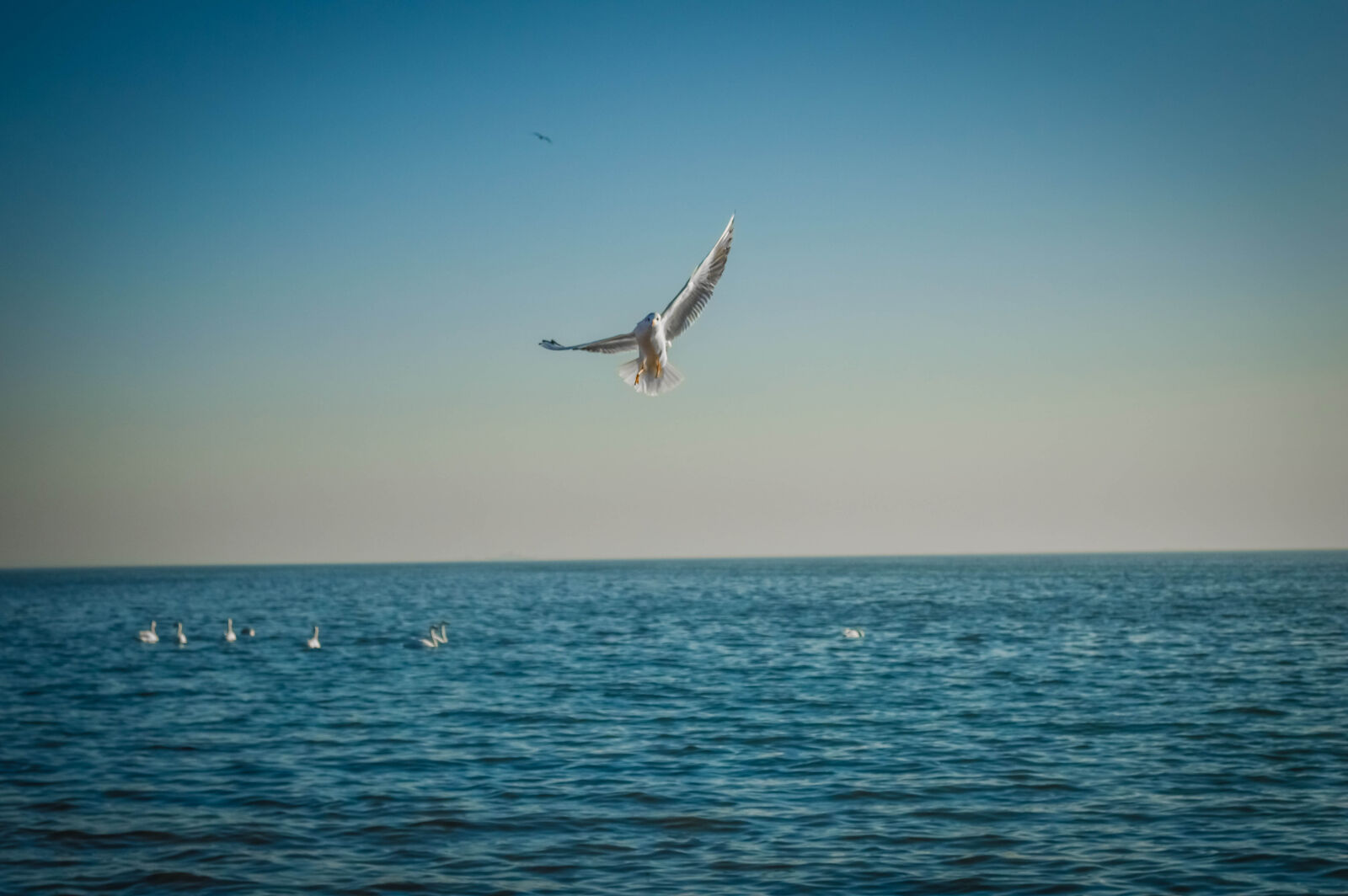 Nikon D3200 sample photo. Autumn, azov, birds, leaves photography