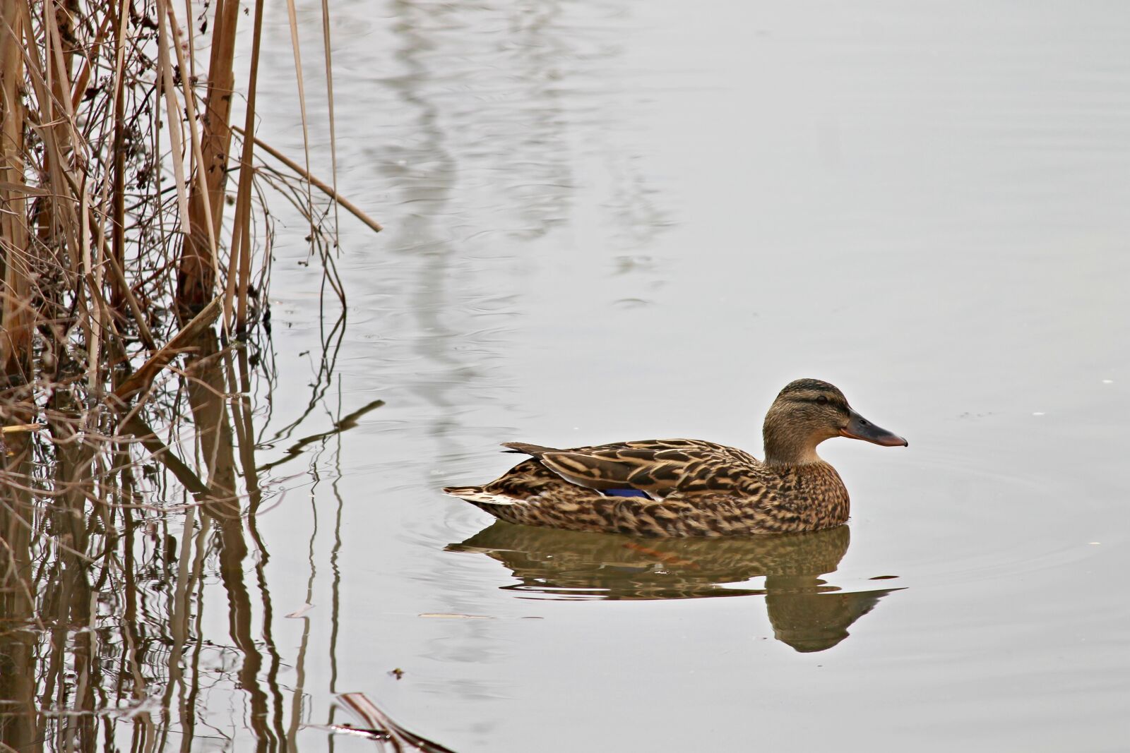 Canon EOS 1100D (EOS Rebel T3 / EOS Kiss X50) sample photo. Mallard, water, mirroring photography