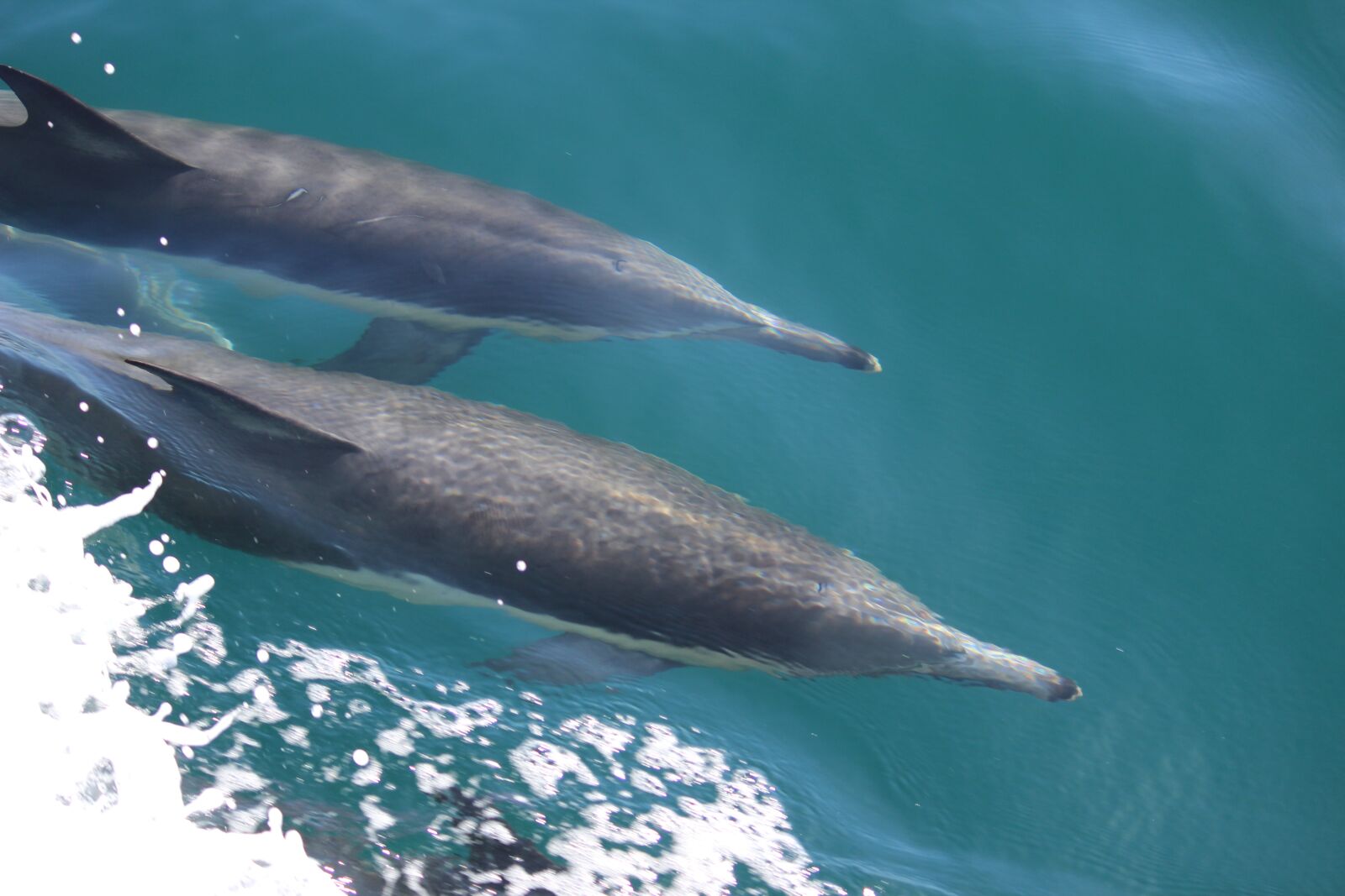 Canon EOS 600D (Rebel EOS T3i / EOS Kiss X5) sample photo. Dolphins, ocean, waves photography