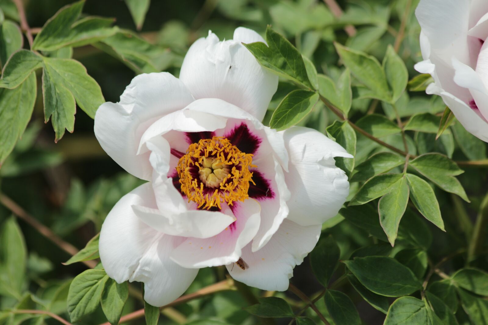 Canon EOS 650D (EOS Rebel T4i / EOS Kiss X6i) sample photo. Peony, flowers, bright photography