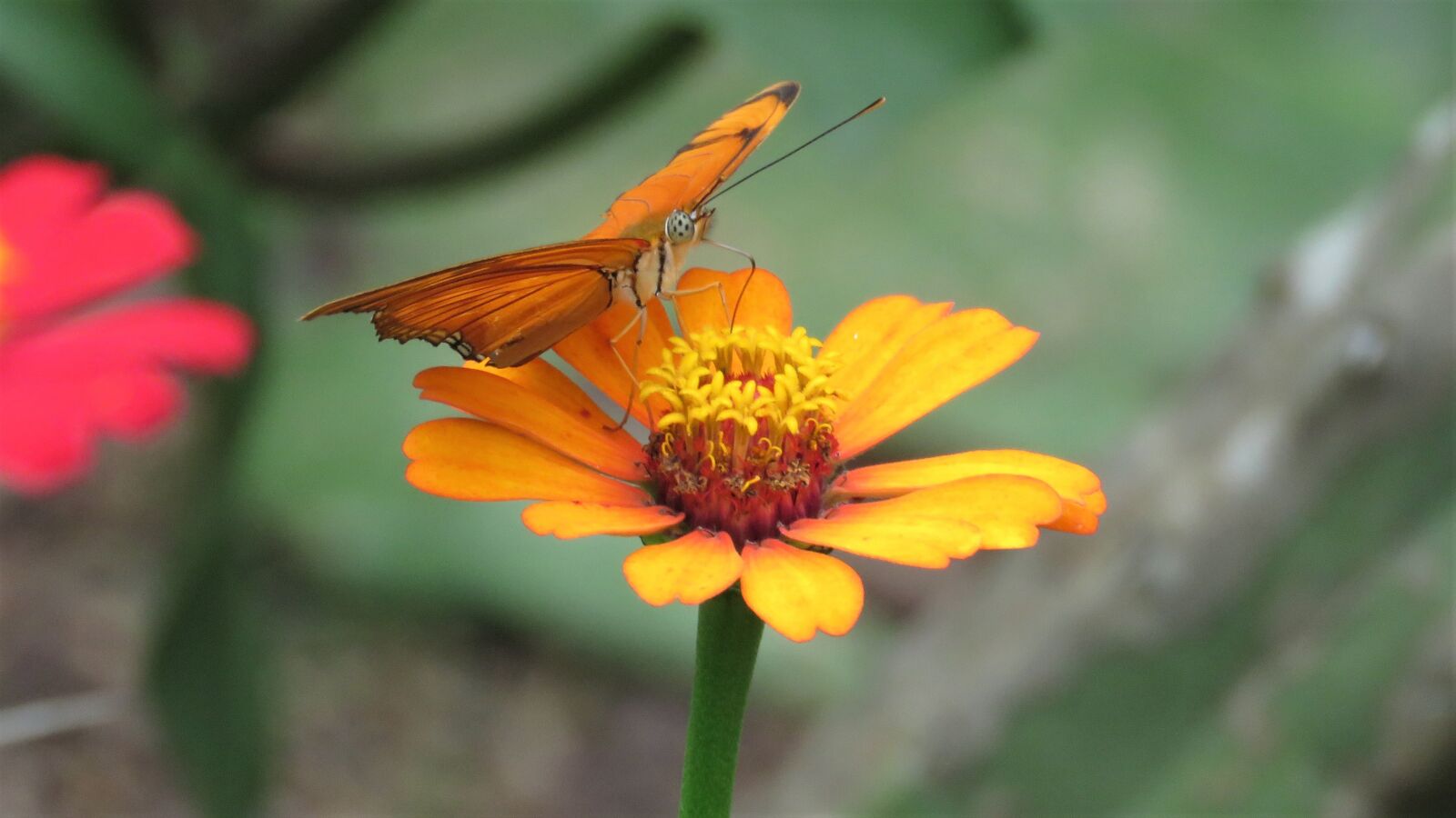 Canon PowerShot SX60 HS sample photo. Butterfly, flower garden, tropical photography