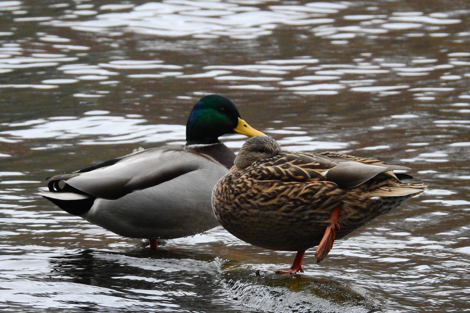 Nikon Coolpix P900 sample photo. Wild ducks, lake, nature photography
