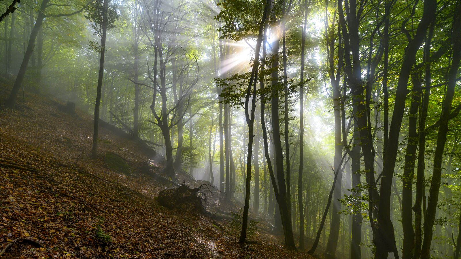Nikon Z6 sample photo. Forest, mist, nature photography