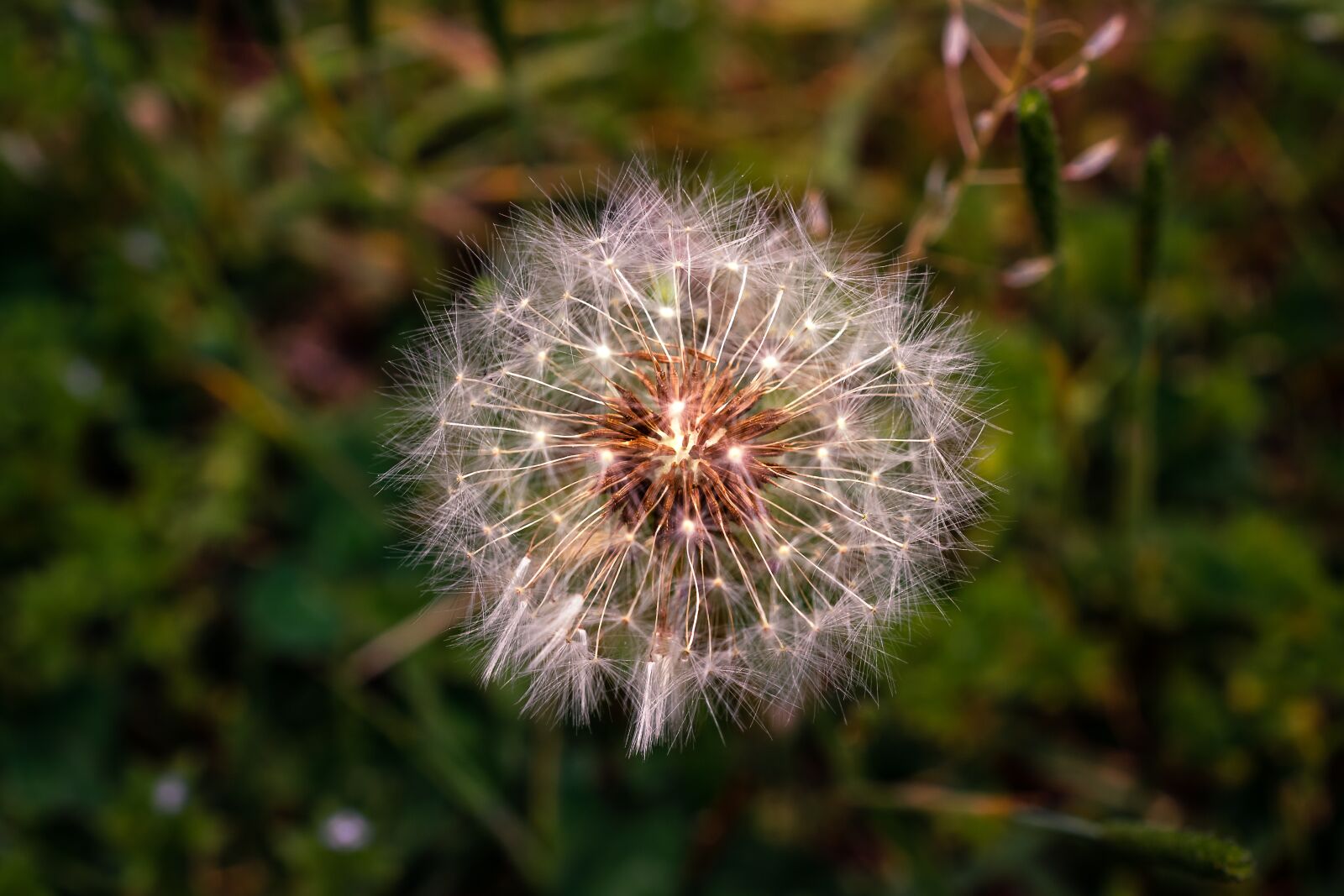 Nikon D3100 sample photo. Dandelion mr hall, spring photography