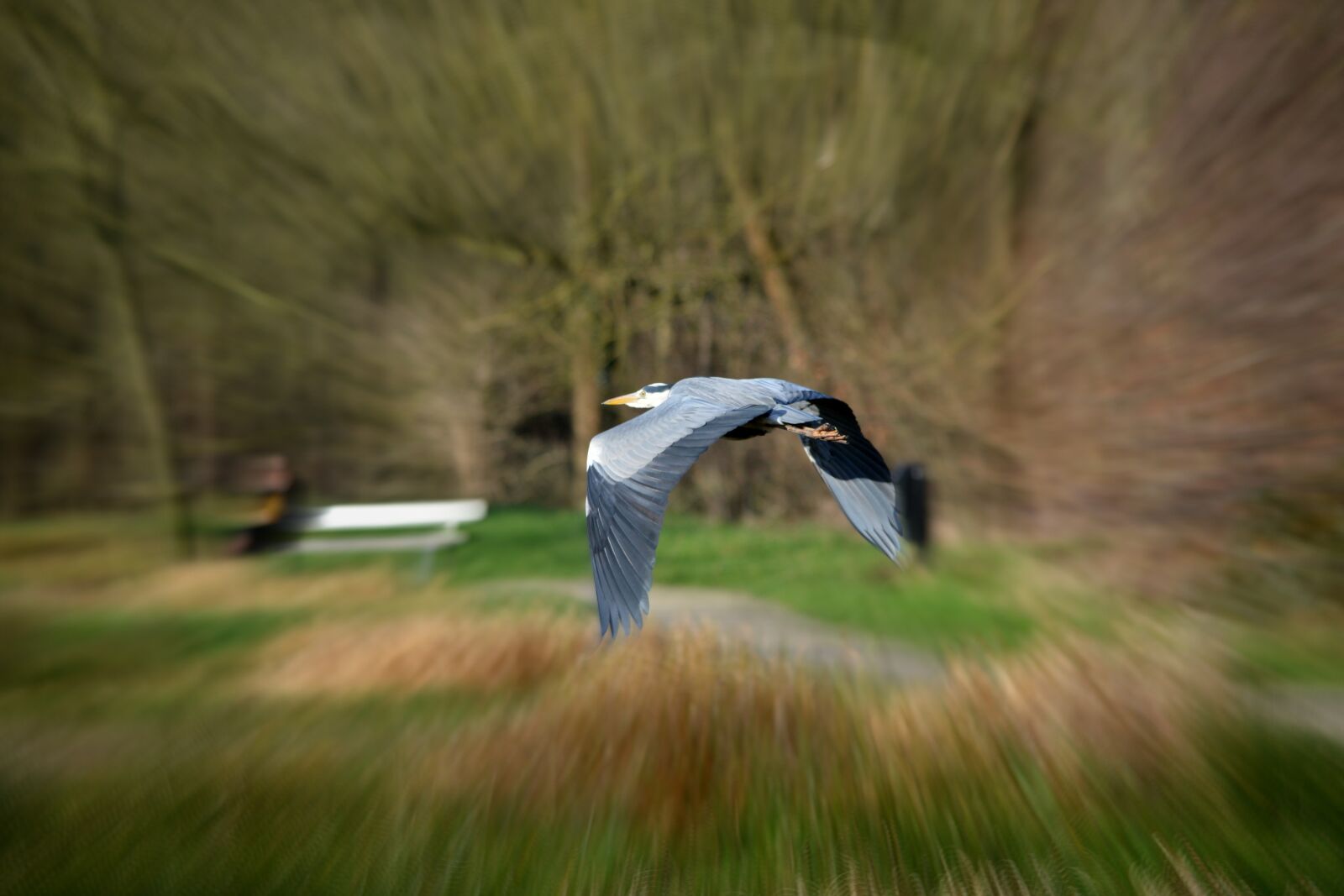 Nikon D5200 sample photo. Heron, bird, nature photography