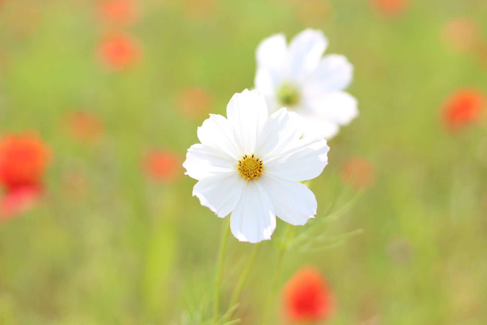 Canon EF 50mm F1.8 STM sample photo. Cosmos, flowers, nature photography