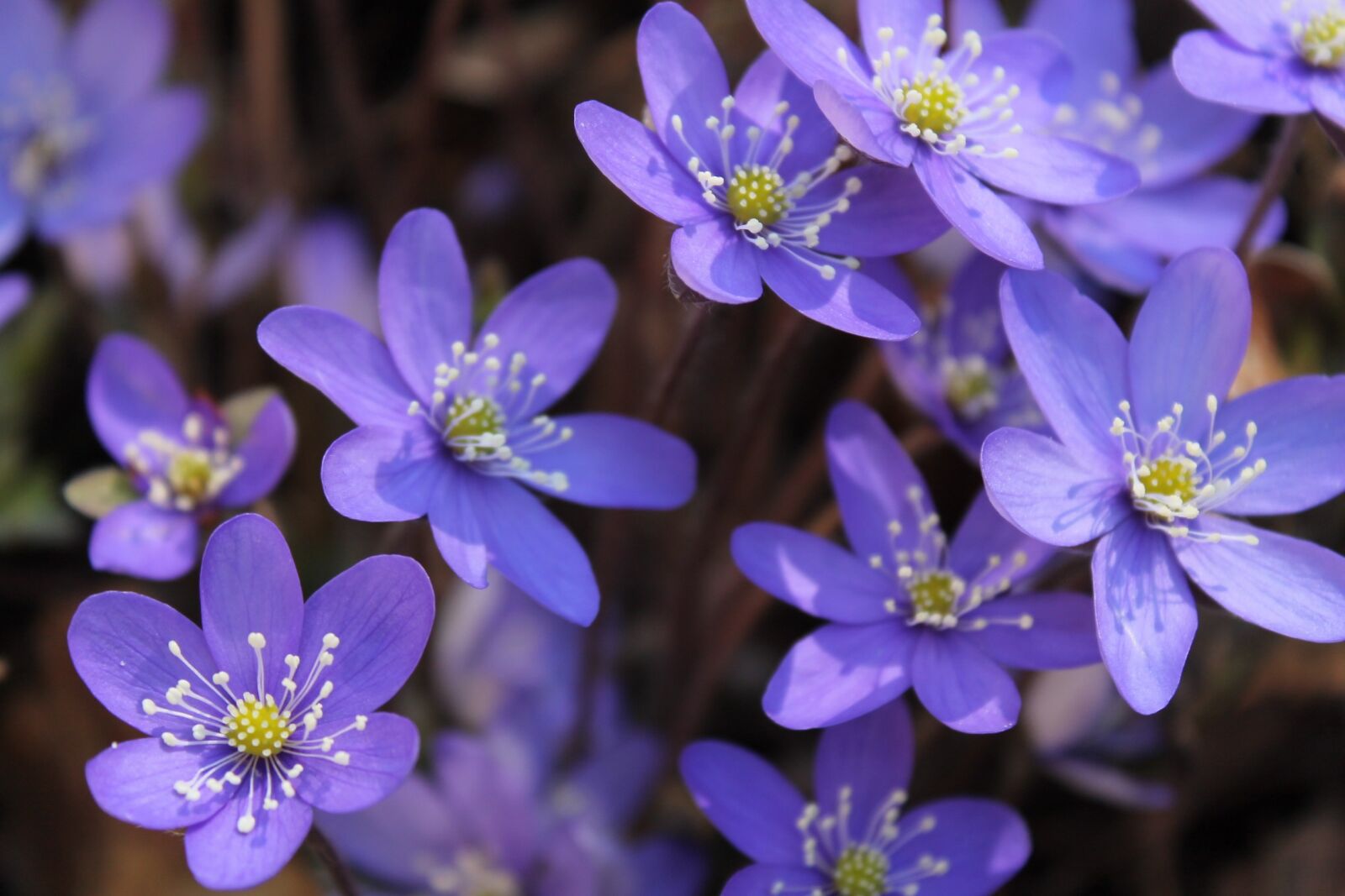 Canon EOS 1100D (EOS Rebel T3 / EOS Kiss X50) sample photo. Flower, hepatica, spring photography