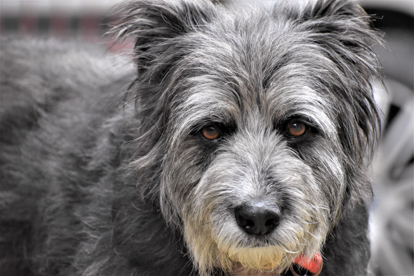 Nikon D3500 sample photo. Dog, home, collie photography