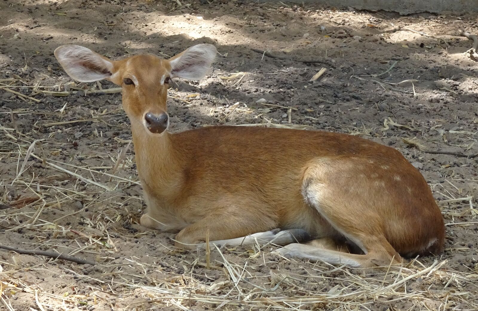 Sony Cyber-shot DSC-HX90V sample photo. Deer, sangai, eld's deer photography