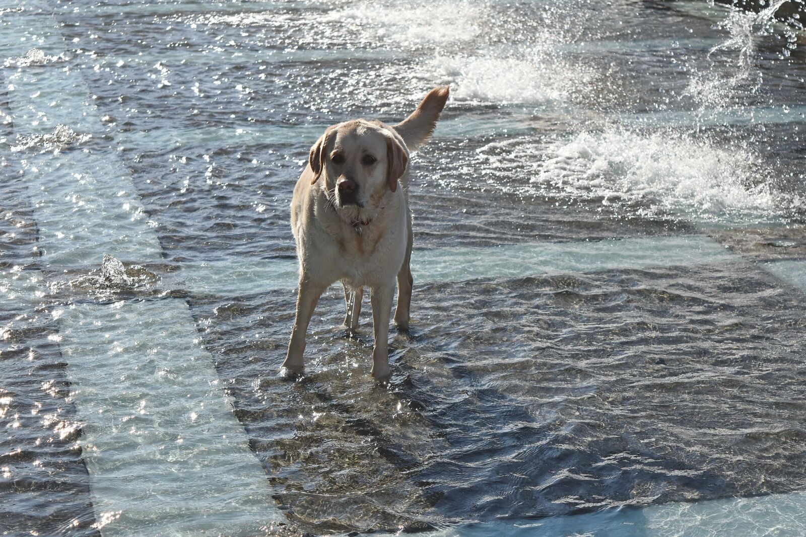 Nikon D5500 sample photo. Fountain, leisure, urban area photography