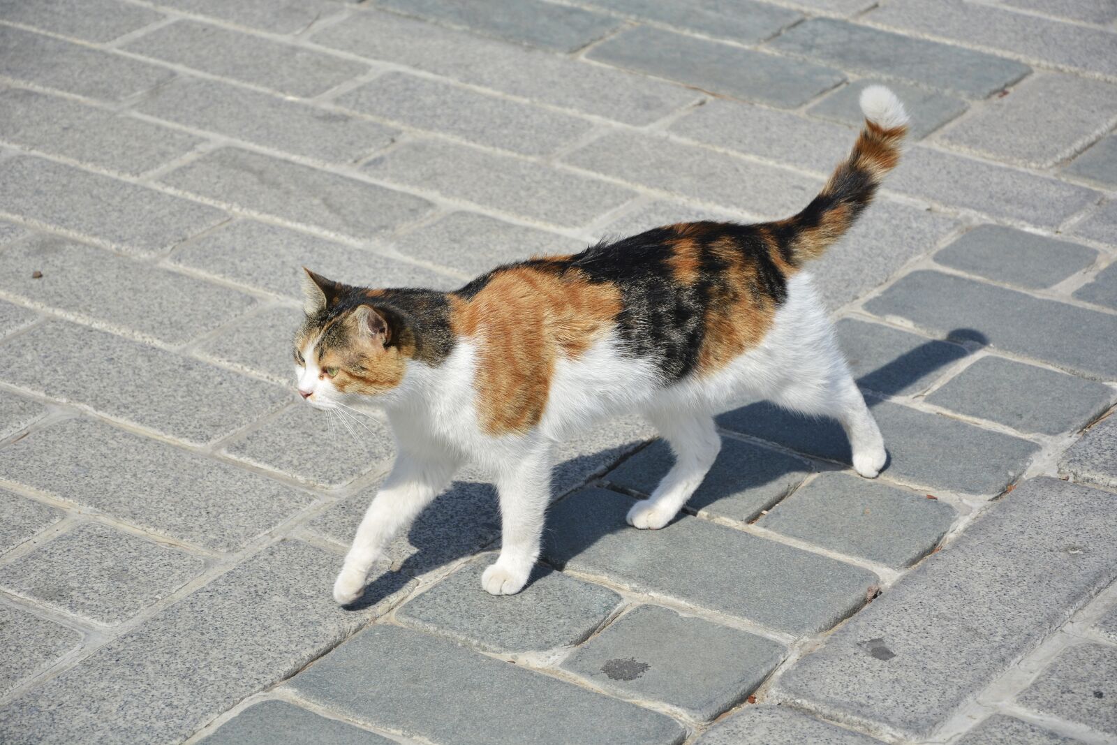 Nikon D7100 sample photo. Cat, istanbul, sultanahmet photography