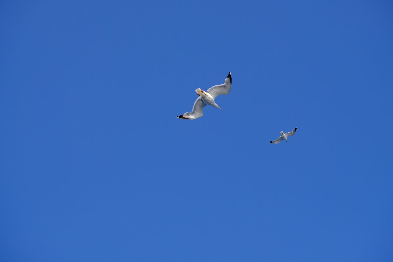 Fujifilm X-T2 + Fujifilm XF 55-200mm F3.5-4.8 R LM OIS sample photo. Seagull, bird seabird, water photography