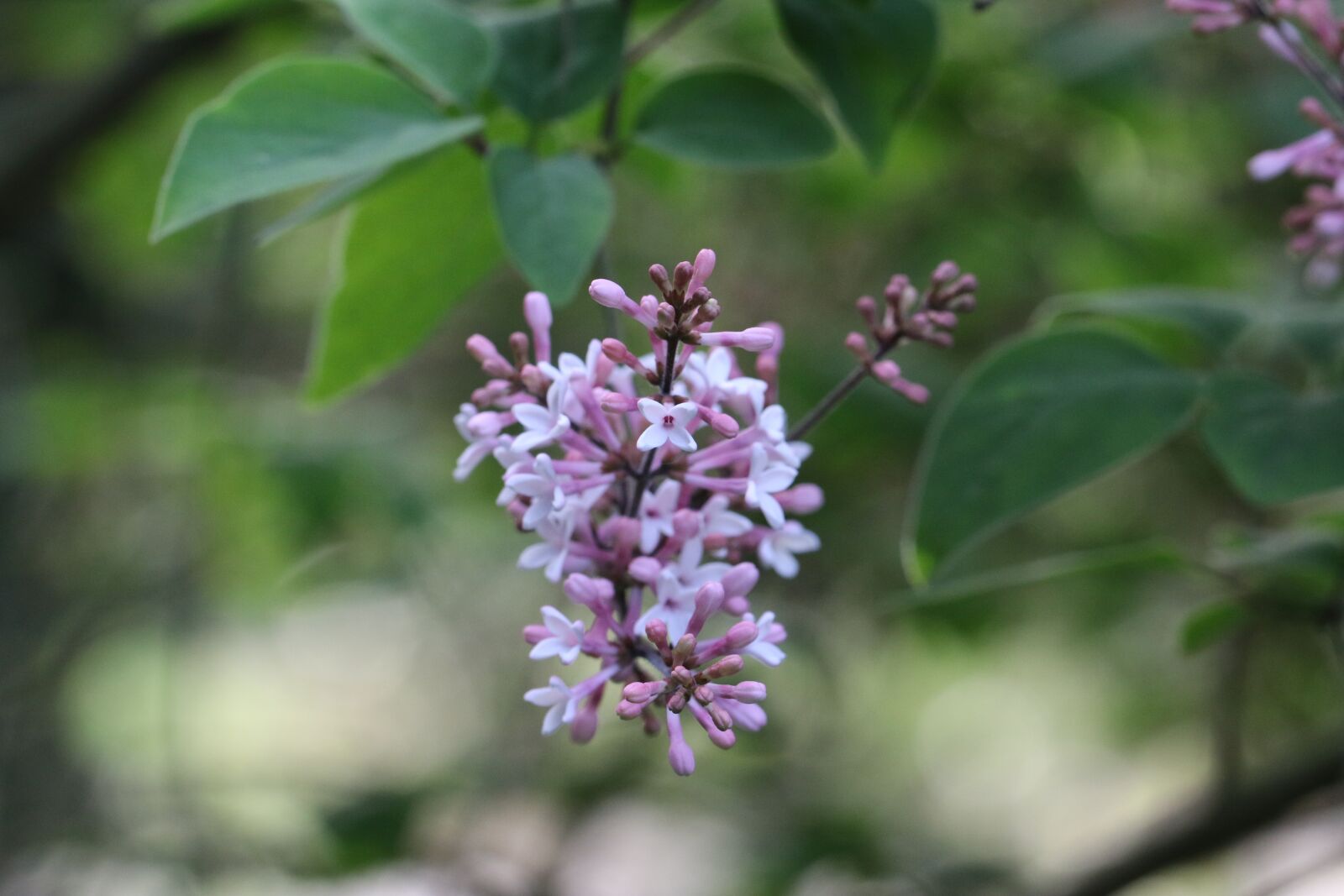 Canon EOS 70D sample photo. Lilac, shrub, flower photography