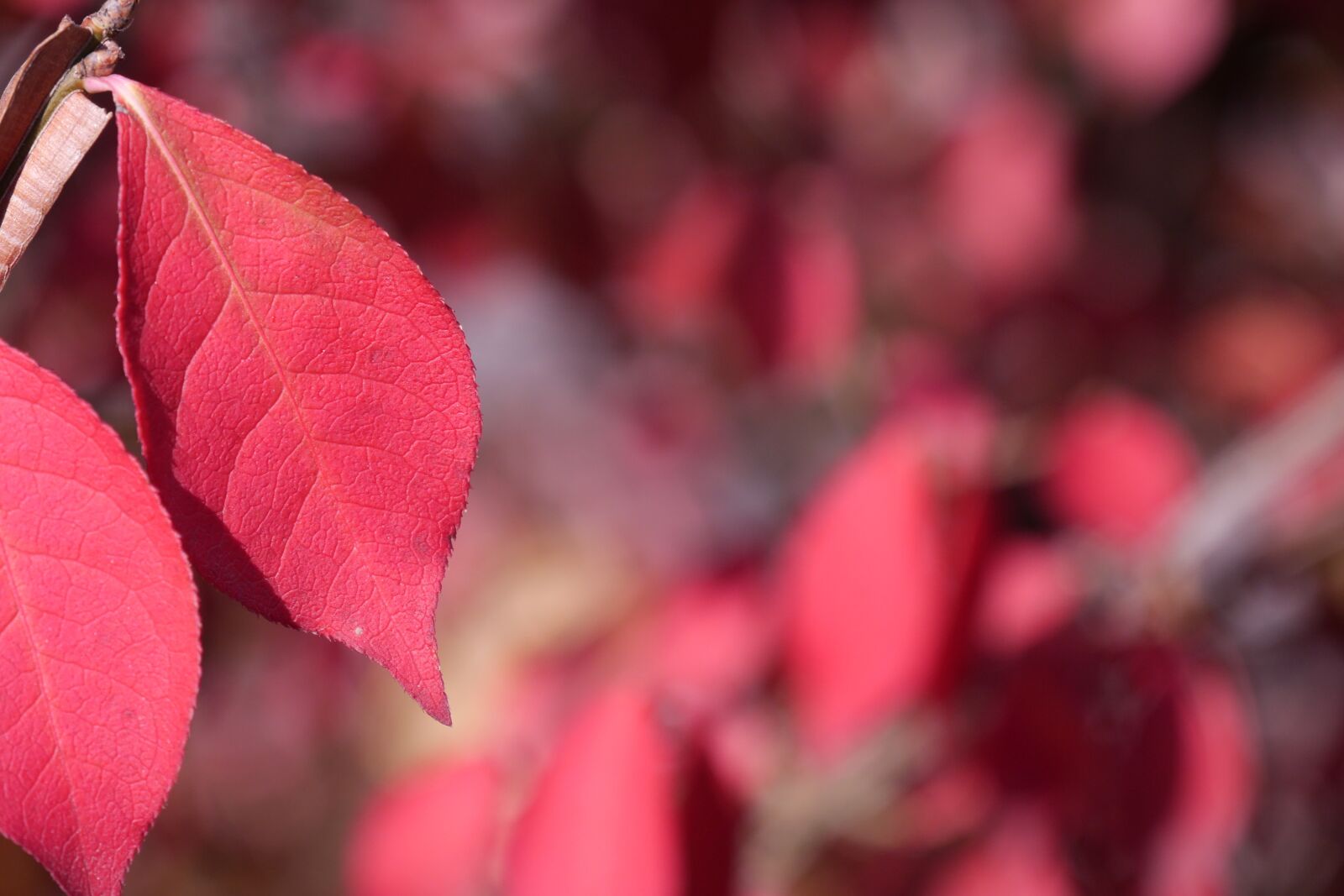 Panasonic Lumix DMC-GH3 sample photo. The leaves, autumn, autumn photography
