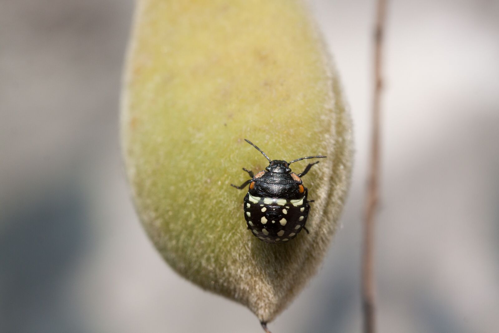 Canon EOS 50D sample photo. Bug, leaf bug, insect photography