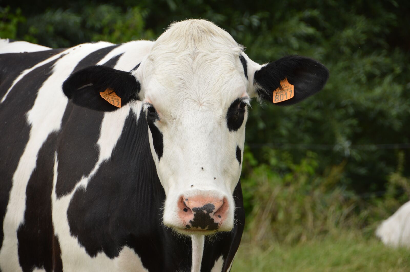 Nikon D3200 sample photo. Animal, mammal, cow photography