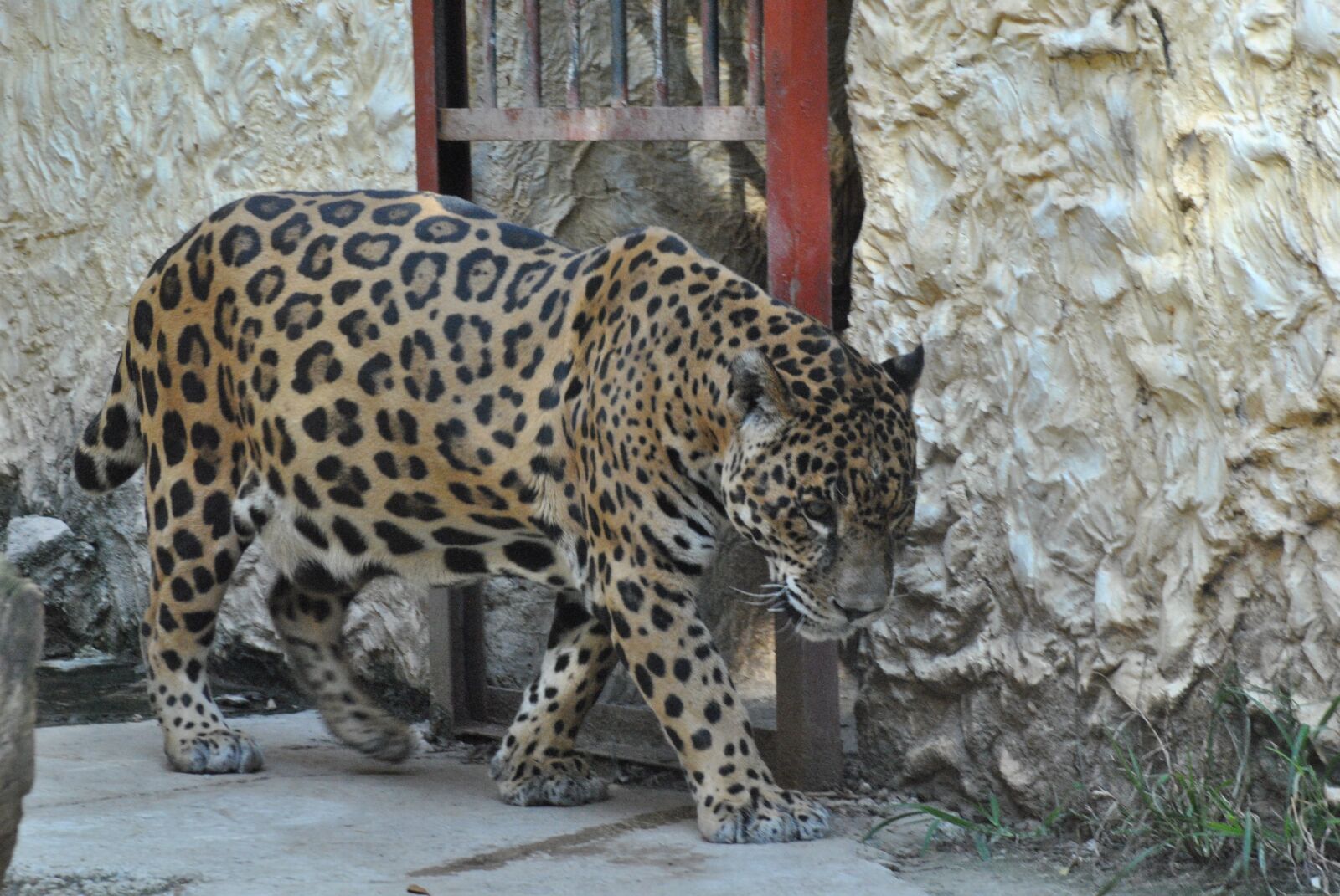 Nikon D3000 sample photo. Jaguar, zoo, animal photography