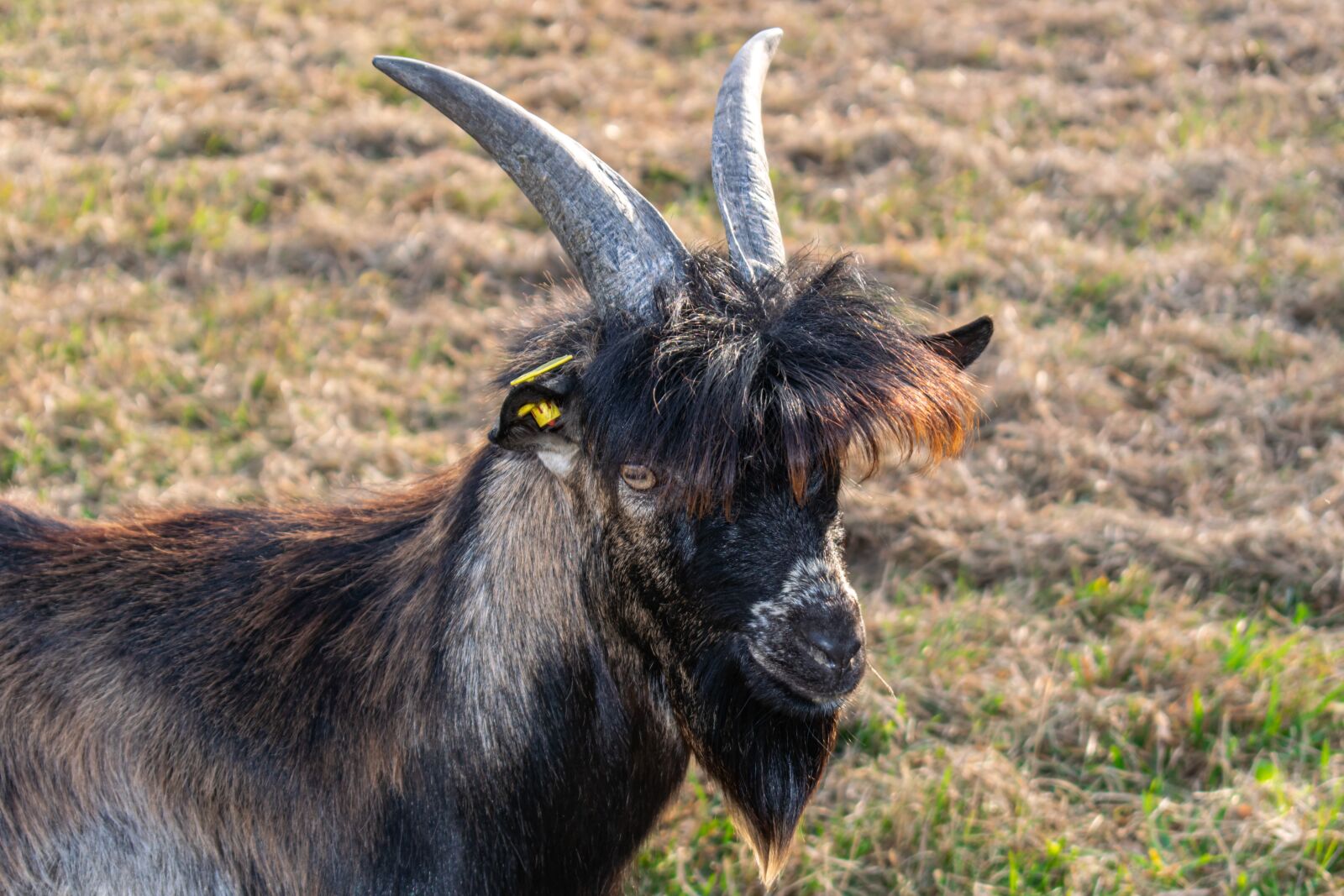 Nikon D5300 sample photo. Goat, goat's head, horns photography