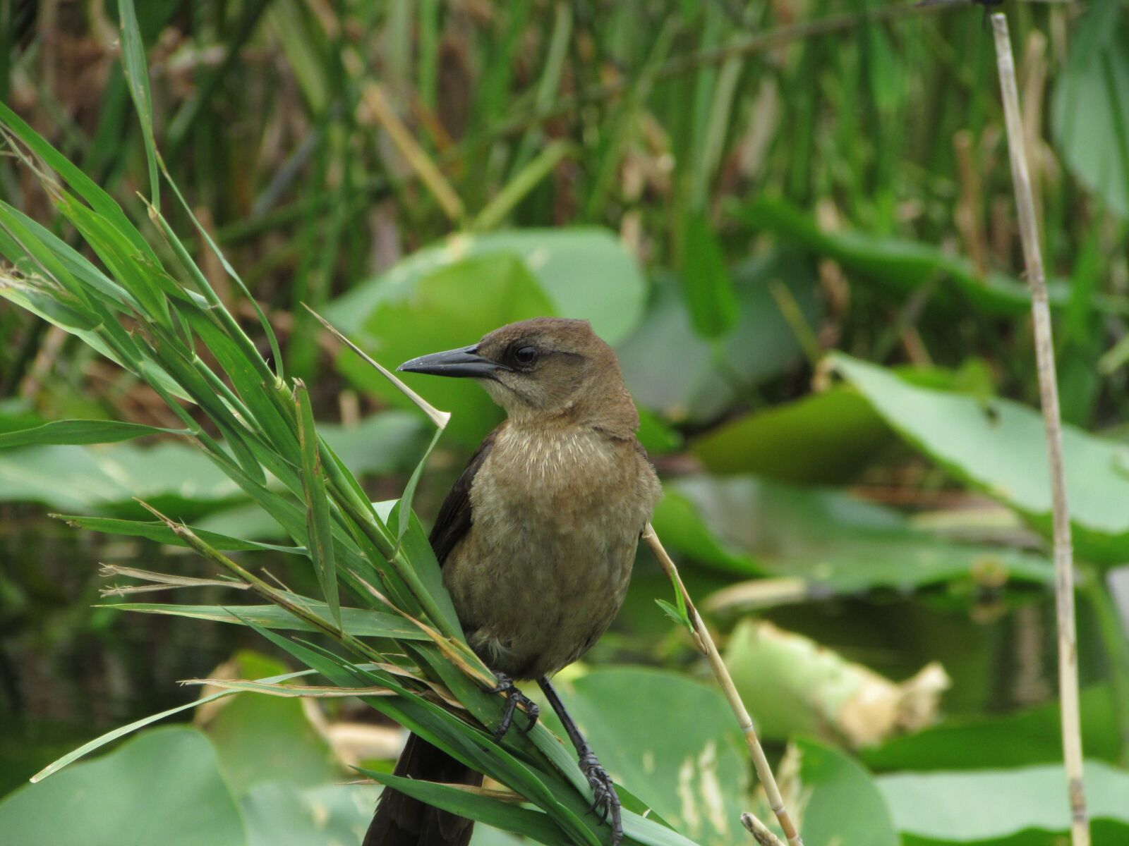 Canon PowerShot SX500 IS sample photo. Florida, bird, everglades photography