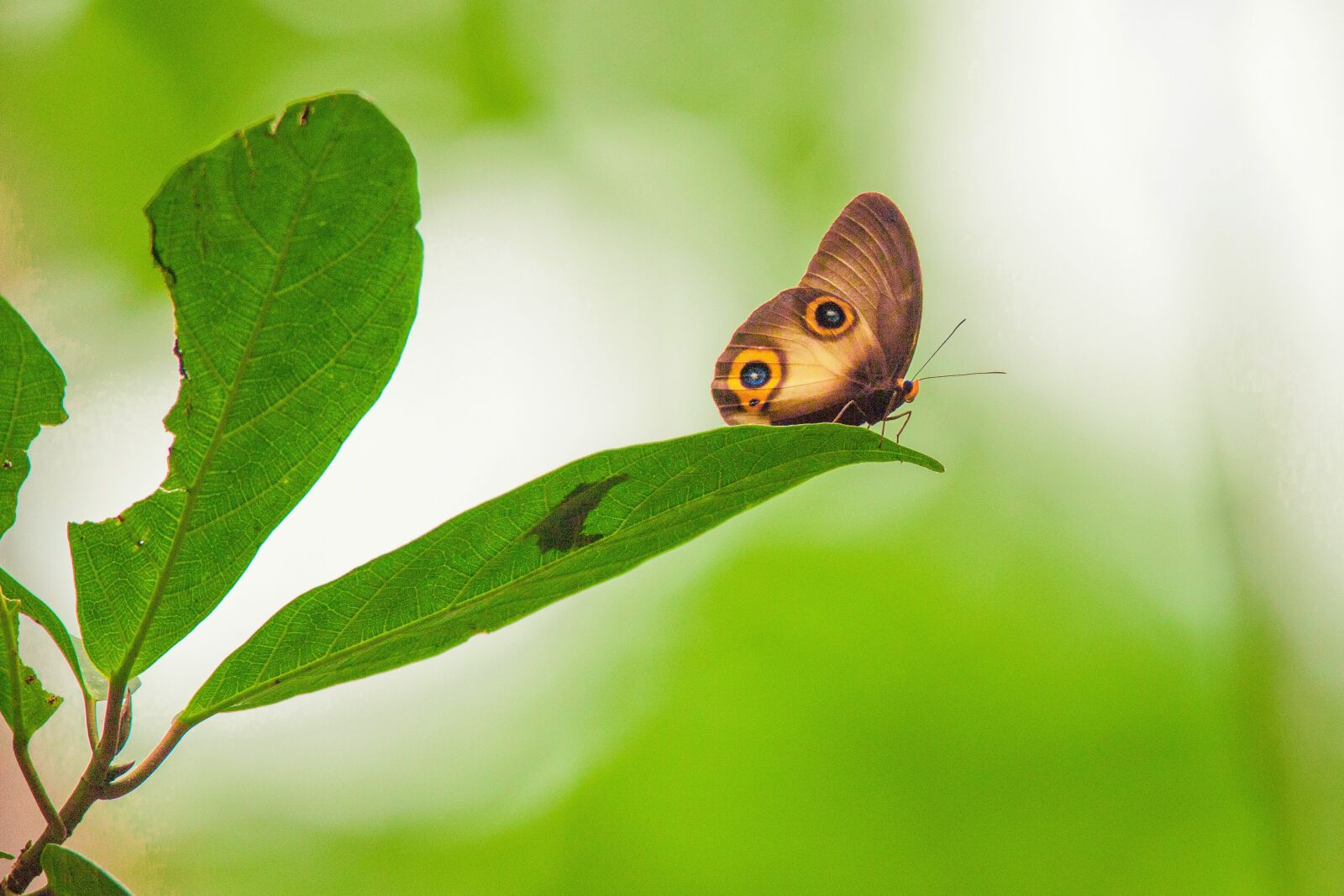 Canon EOS 5D Mark II sample photo. Butterfly, janome butterfly, foliage photography